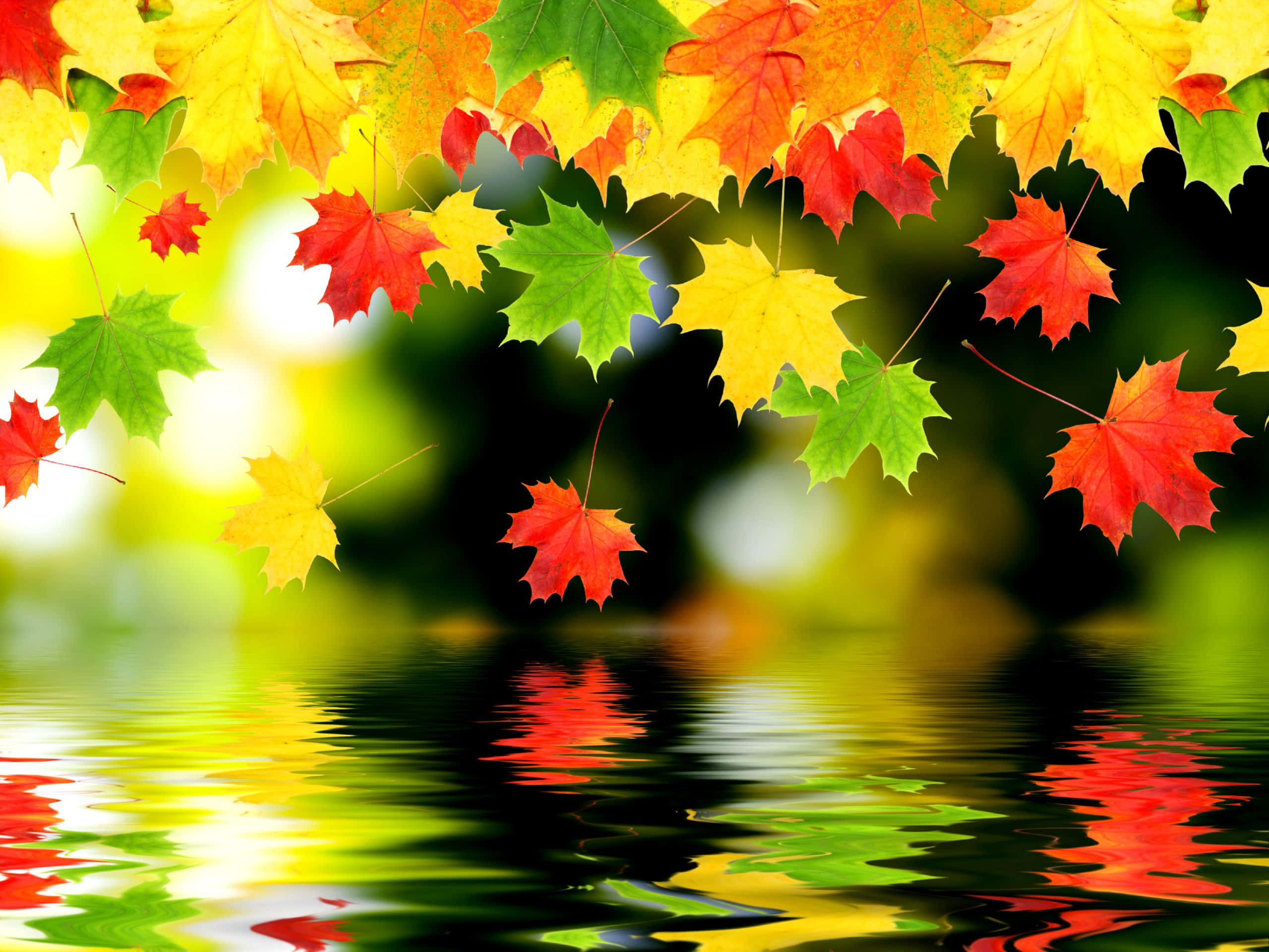 Autumn Colors 桌布 壁紙 — 鮮豔的秋日楓葉，紅、黃、綠相間，漂浮在漣漪的水面上，映照出它們鮮明的色彩。