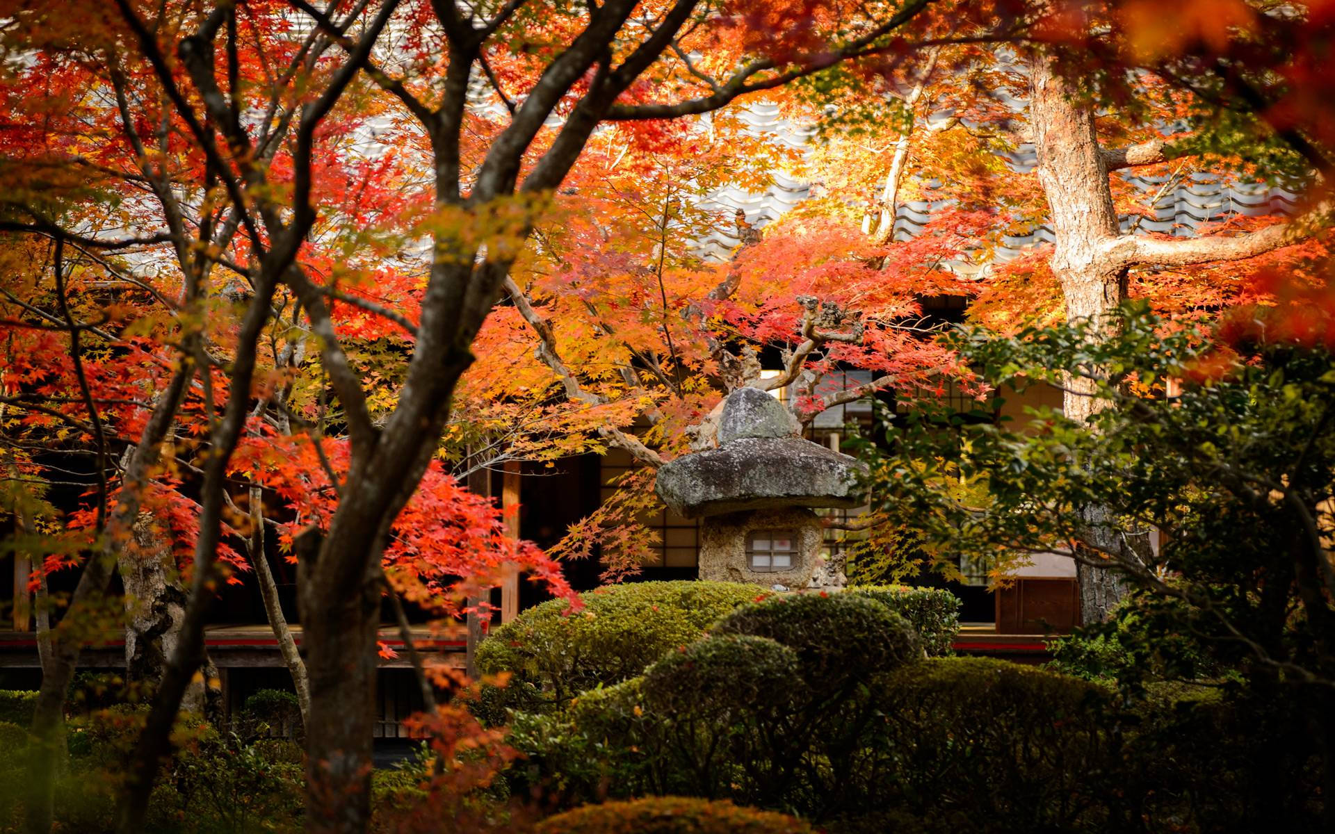 京都 桌布 壁紙 — 鮮豔的秋日楓葉以火紅和橙色圍繞著傳統的石燈籠和木造寺廟建築。