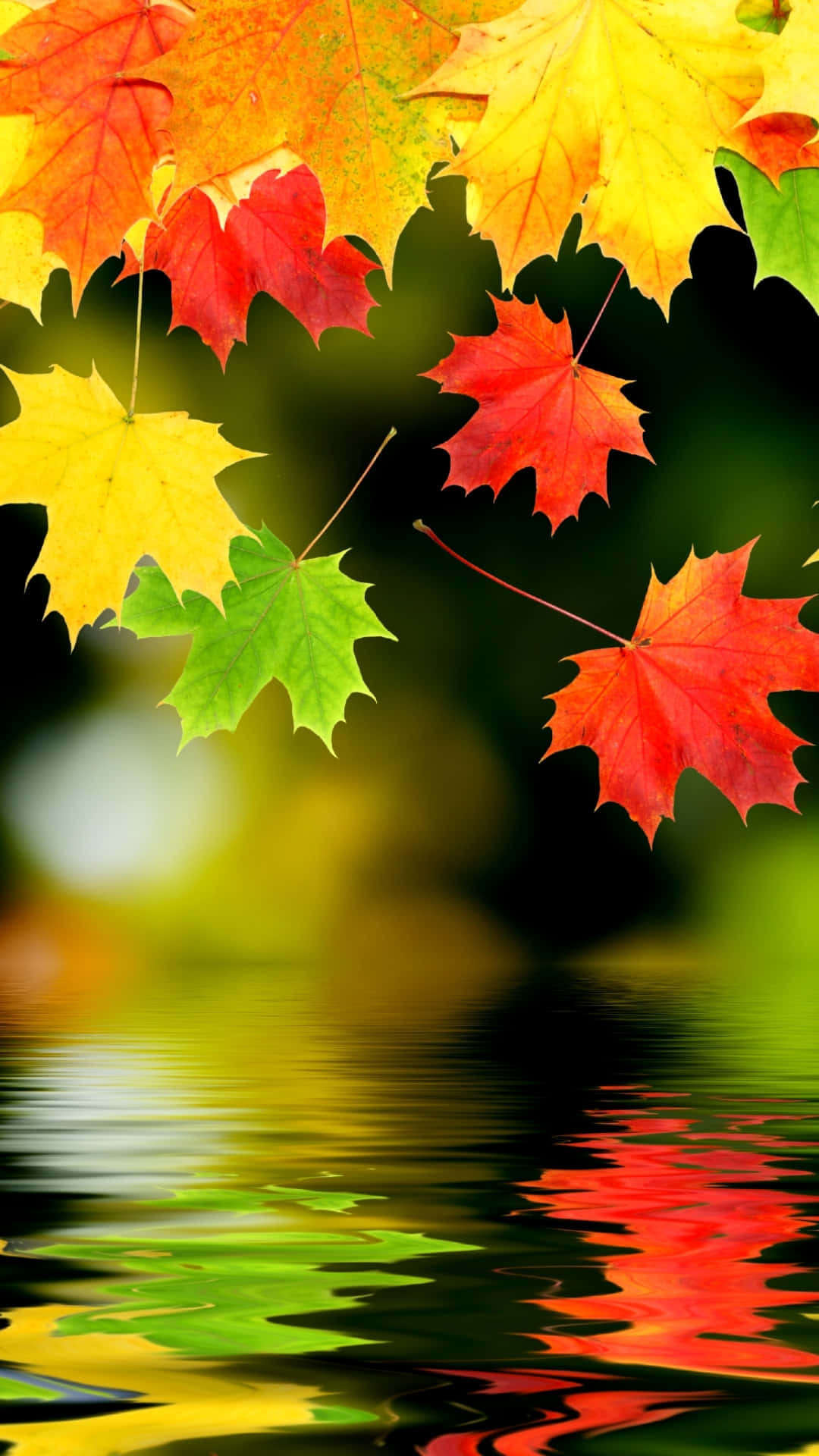 自然 桌布 壁紙 — 鮮豔的秋日楓葉以紅色、黃色和綠色漂浮在水面上，在模糊的綠色背景下反射出鮮明的色彩。