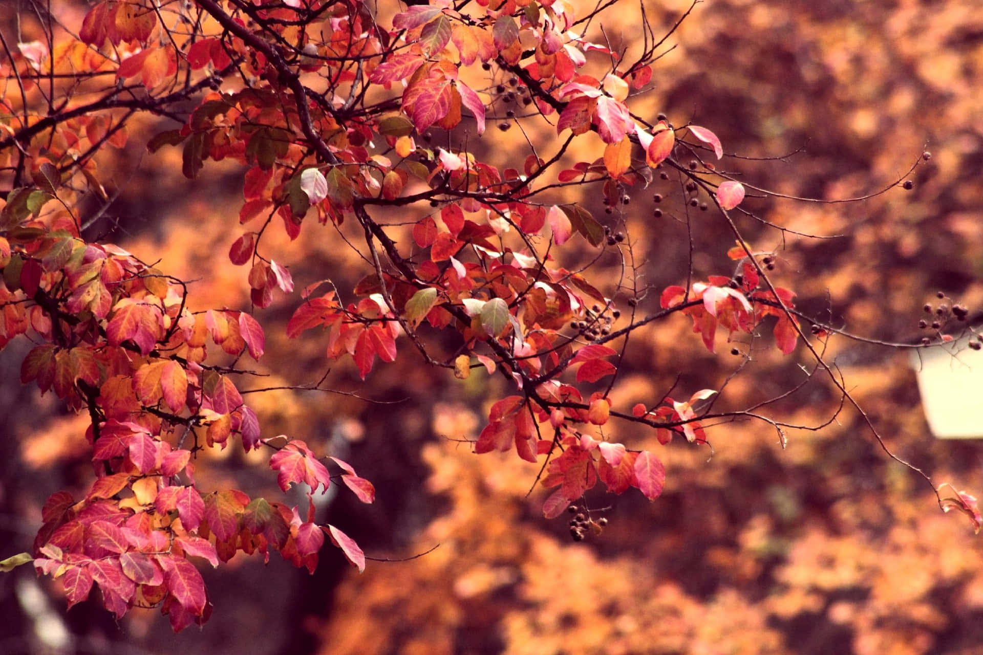 Autumnal Equinox 桌布 壁紙 — 鮮豔的秋葉，呈現紅色、橙色和黃色，從光禿禿的樹枝上優雅地垂下，背景是溫暖模糊的森林。