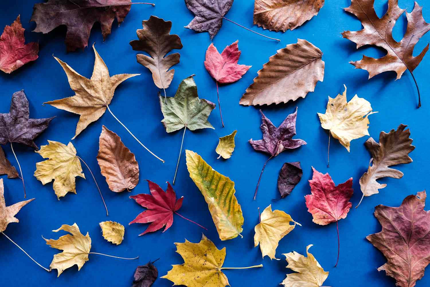 Fall Leaf 桌布 壁紙 — 鮮豔的秋葉（紅、黃、棕色）散落在大膽的藍色背景上。