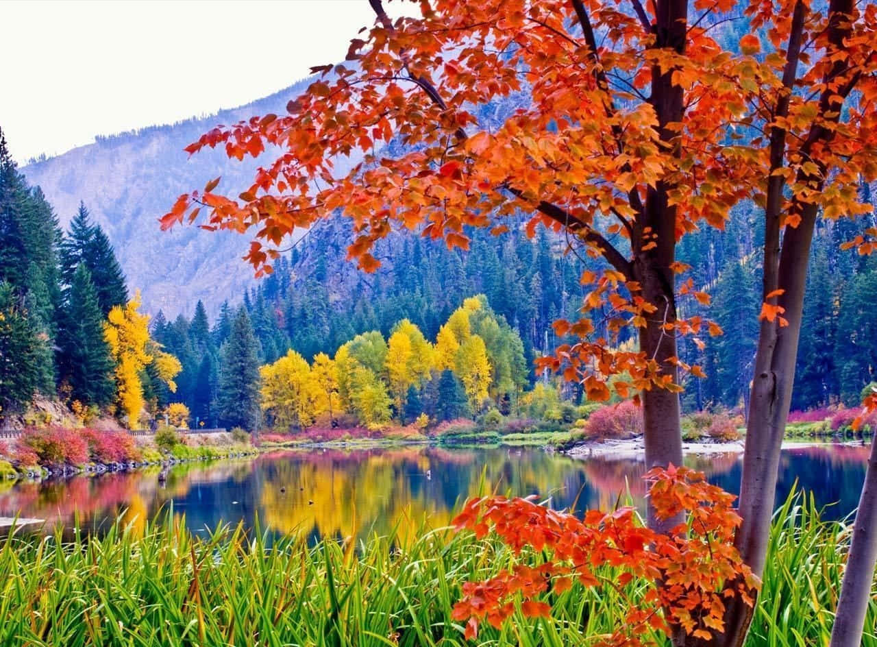 Autumn Colors 桌布 壁紙 — 鮮豔的秋葉以火橙色和金黃色框住一個寧靜的湖泊，在柔和天空下反射出周圍的森林和山脈。