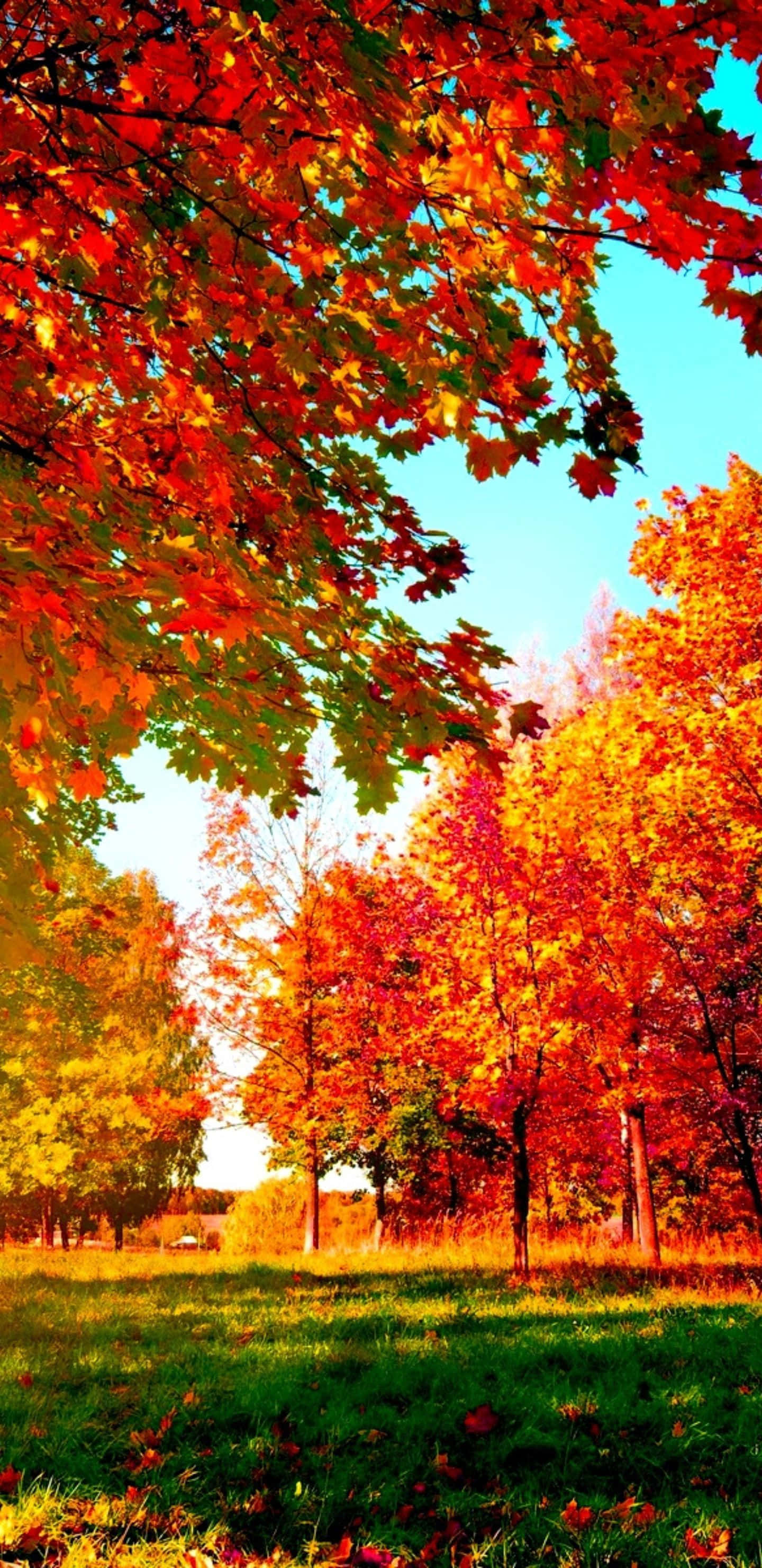Beautiful Nature 桌布 壁紙 — 鮮豔的秋葉以火紅、橙色和黃色在晴朗的藍天下拱起，覆蓋在陽光照耀的草地上。