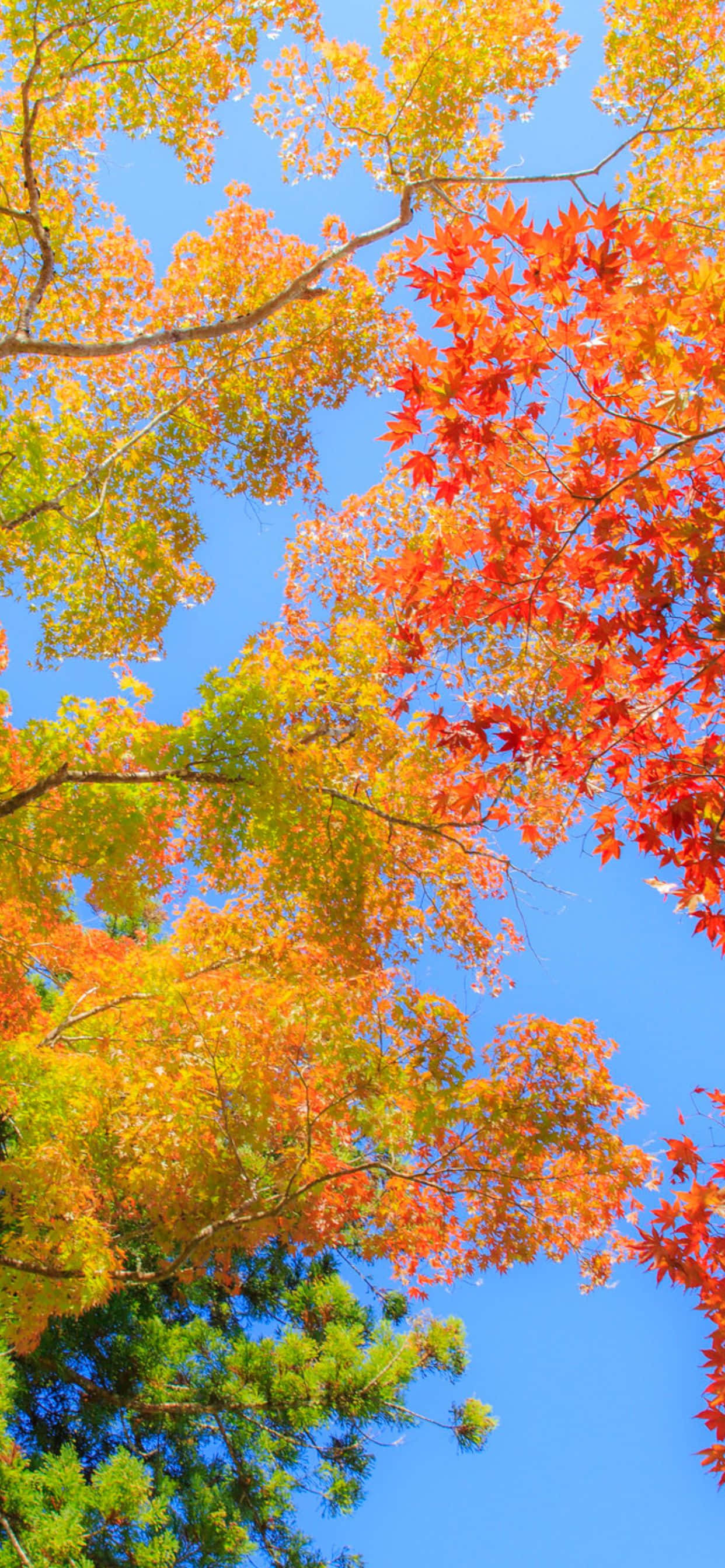 iPhone Xs Max Autumn 桌布 壁紙 — 鮮豔的秋葉以火紅、橙黃色從低角度在清澈的藍天下綻放。