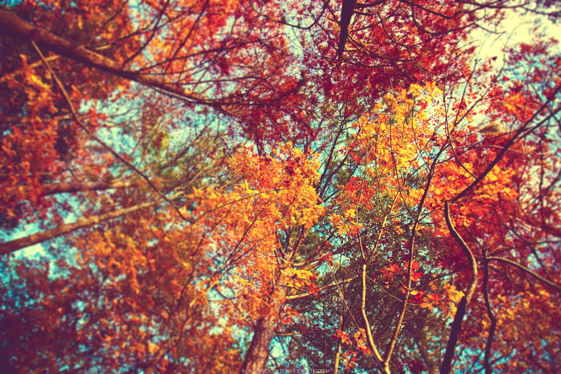 Fall Aesthetic Macbook 桌布 壁紙 — 鮮豔的秋葉以火紅、橙黃色調，從低角度在清涼的藍天下閃耀。
