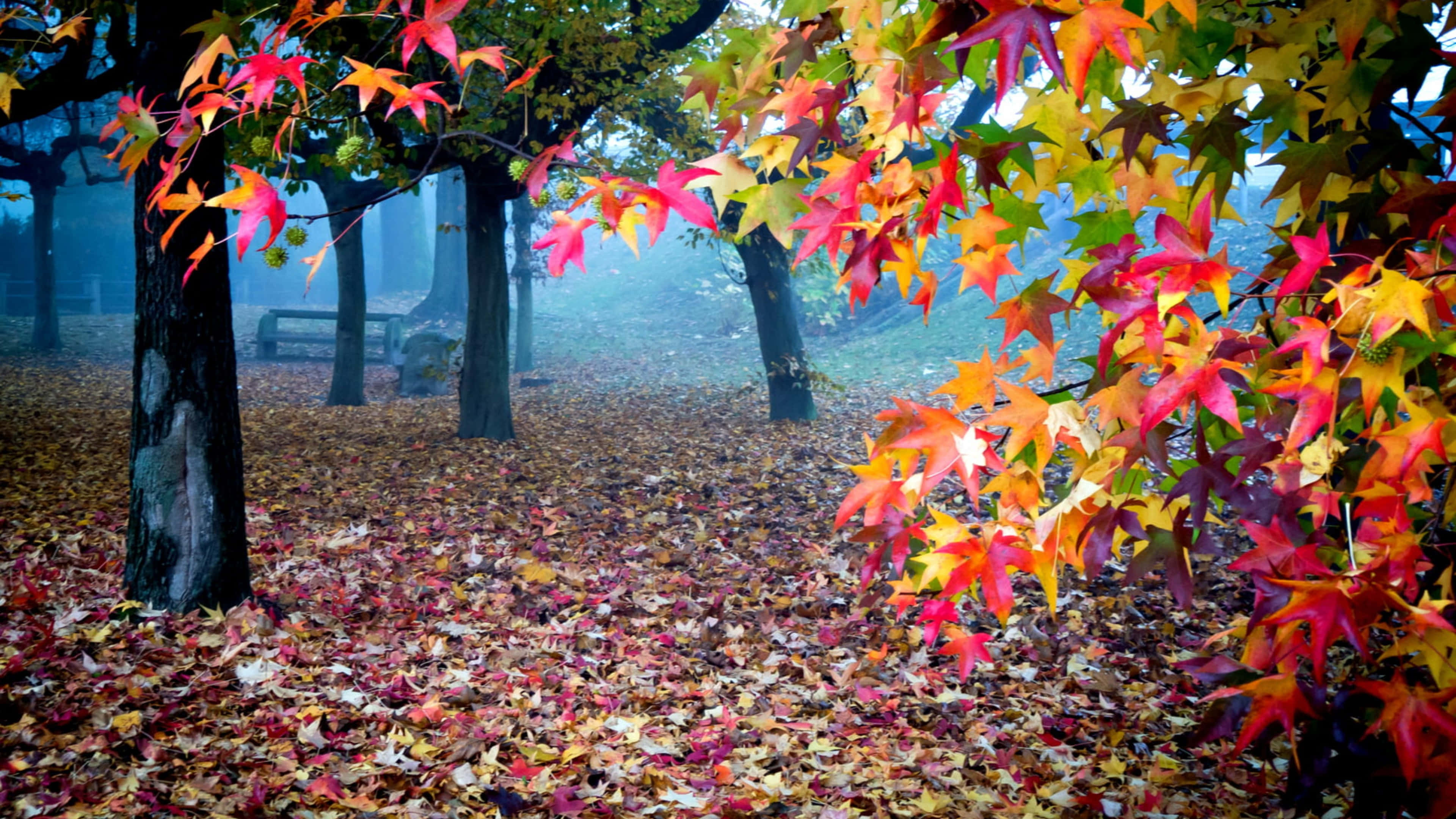 Fall Scenes 桌布 壁紙 — 鮮豔的秋葉以火紅、橙黃色鋪滿霧氣籠罩的樹林地面。