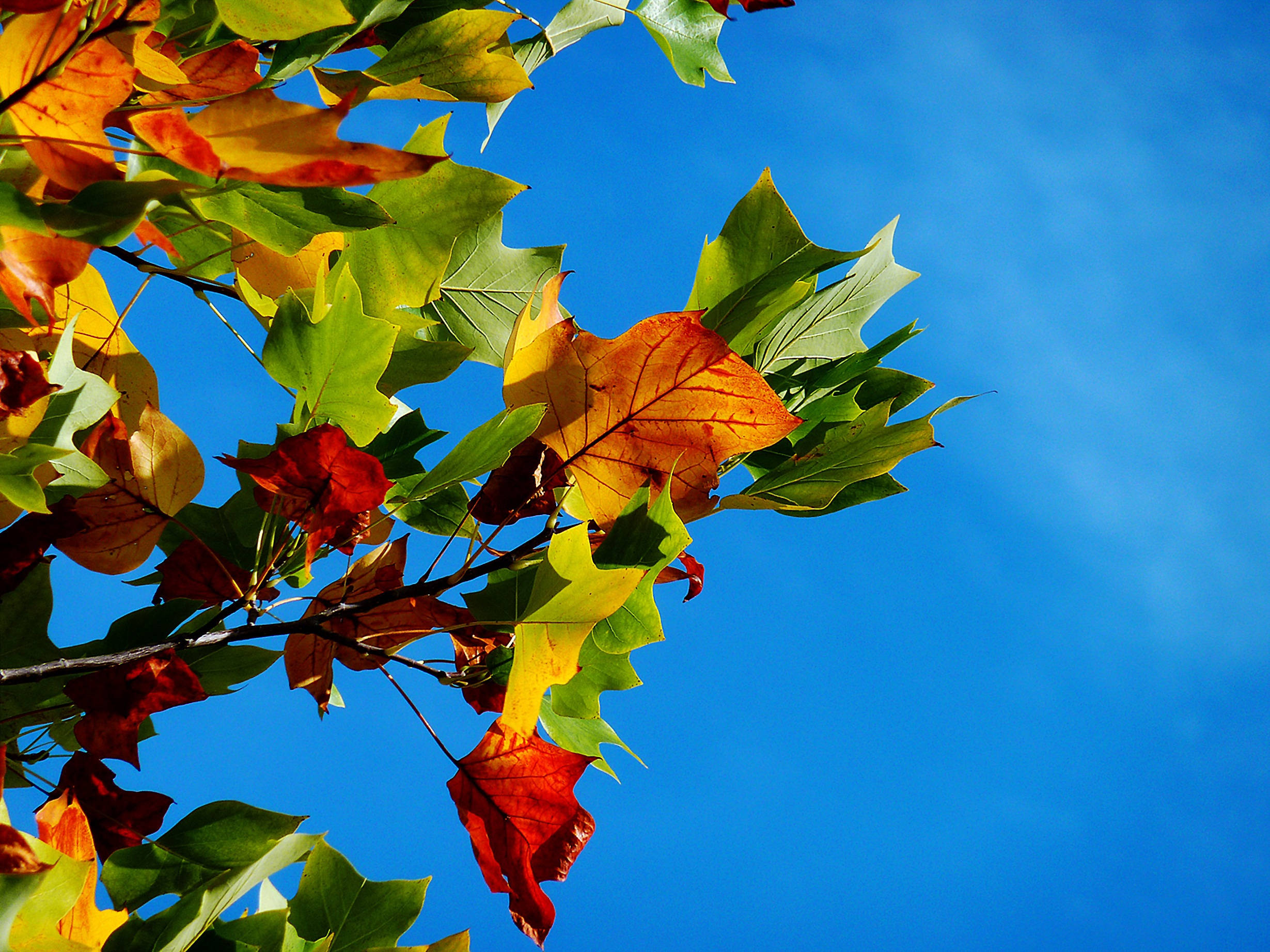 Fall Leaves 桌布 壁紙 — 鮮豔的秋葉以火紅、黃和綠色，與清澈的藍天形成鮮明對比。