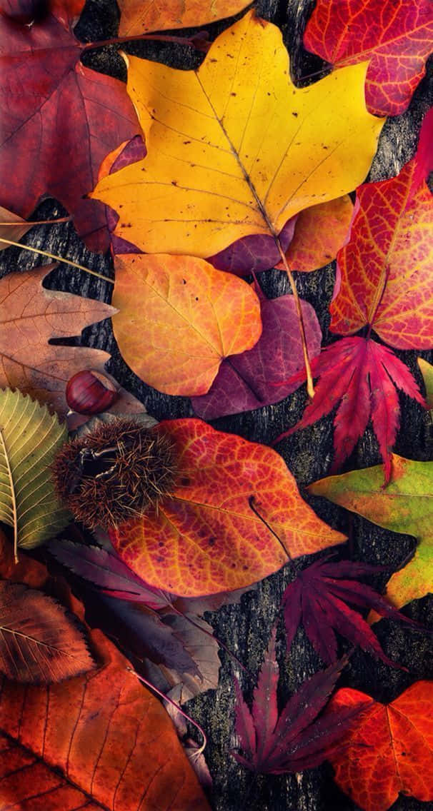 Pretty Fall 桌布 壁紙 — 鮮豔的秋葉以火紅、黃色和橙色調，躺在深色紋理樹皮上，伴隨著栗子刺球和橡果。