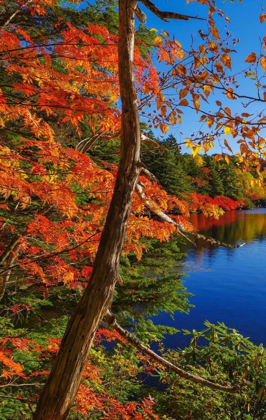 Fall Leaves iPhone 桌布 壁紙 — 鮮豔的秋葉以火紅和橙色勾勒出晴朗天空下寧靜的藍色湖泊。