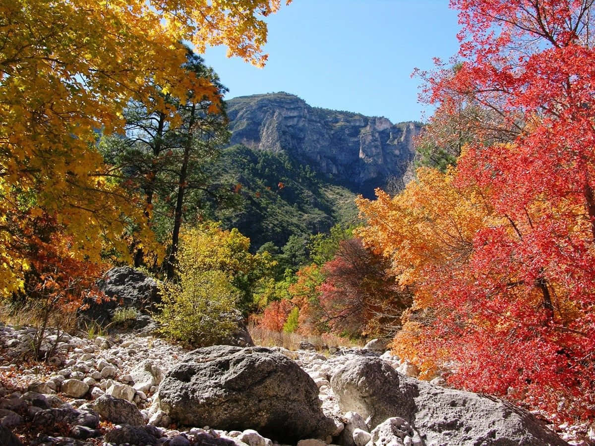 桌布 壁紙 — 鮮豔的秋葉以火紅和金色勾勒出岩石前景，遠處有山，天空清澈湛藍。