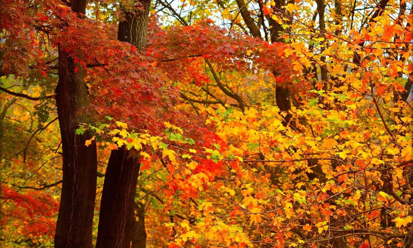 Autumn Colors 桌布 壁紙 — 鮮豔的秋葉以火紅和金黃的色調，在陽光照耀的森林樹冠中層層疊疊。
