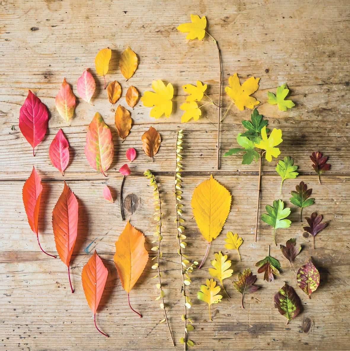 Autumn Fall 桌布 壁紙 — 鮮豔的秋葉以紅色、橙色、黃色和綠色排列在風化的木質表面上。