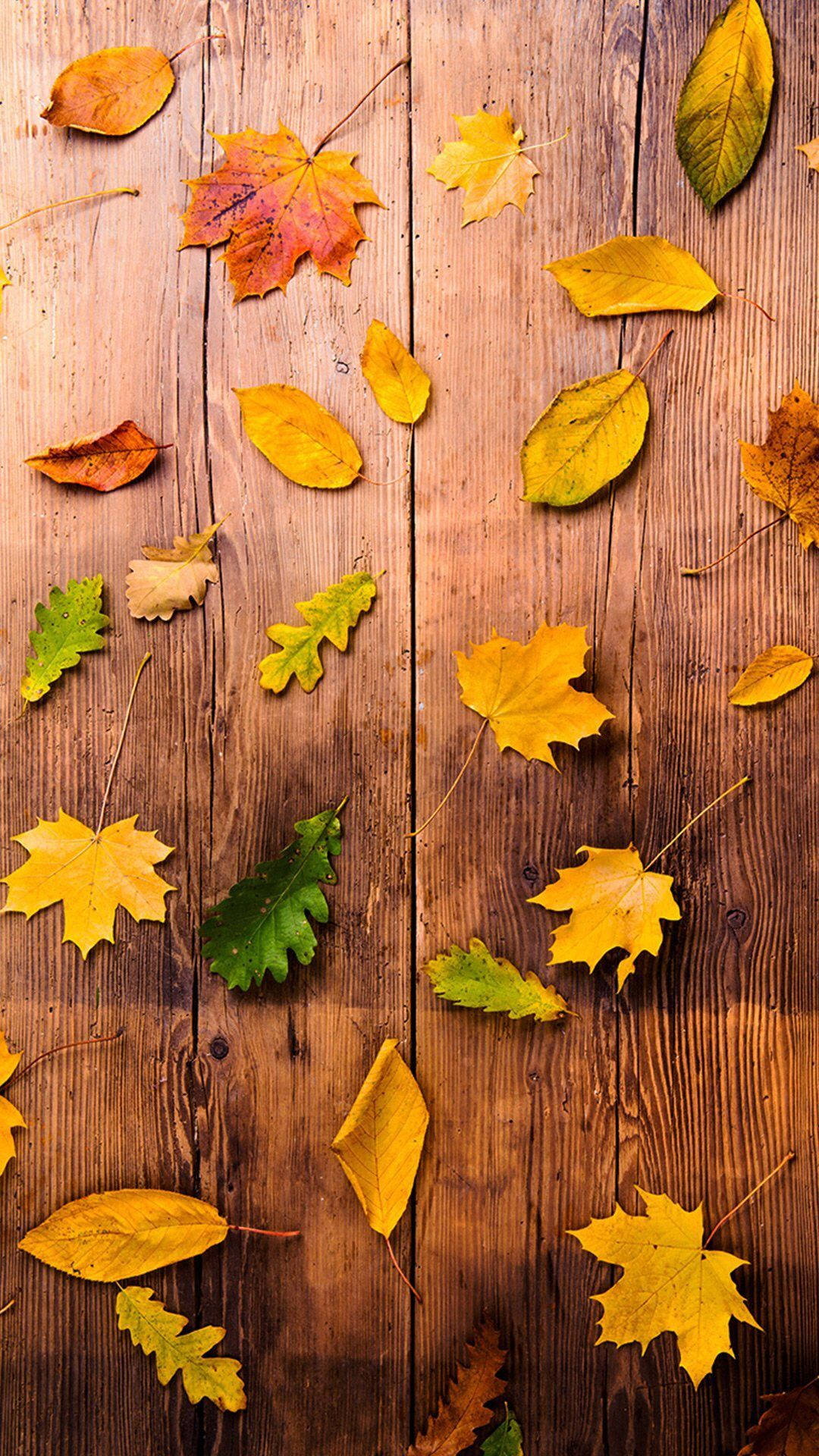 Fall iPhone 桌布 壁紙 — 鮮豔的秋葉以黃色、橙色和綠色散落在質樸的木質表面上。