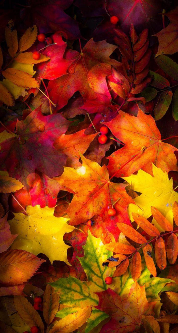 Leaves 桌布 壁紙 — 鮮豔的秋葉呈現火紅、橙色和黃色，散落著露珠和小紅莓。