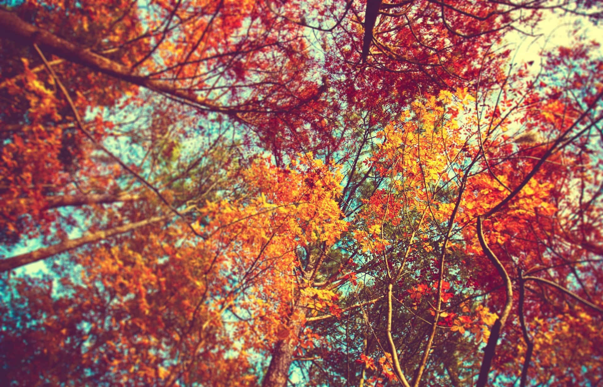 Tumblr Autumn Desktop 桌布 壁紙 — 鮮豔的秋葉呈現火紅、橙黃色，在涼爽的藍天下，從下方穿過纏繞的樹枝閃耀著光芒。