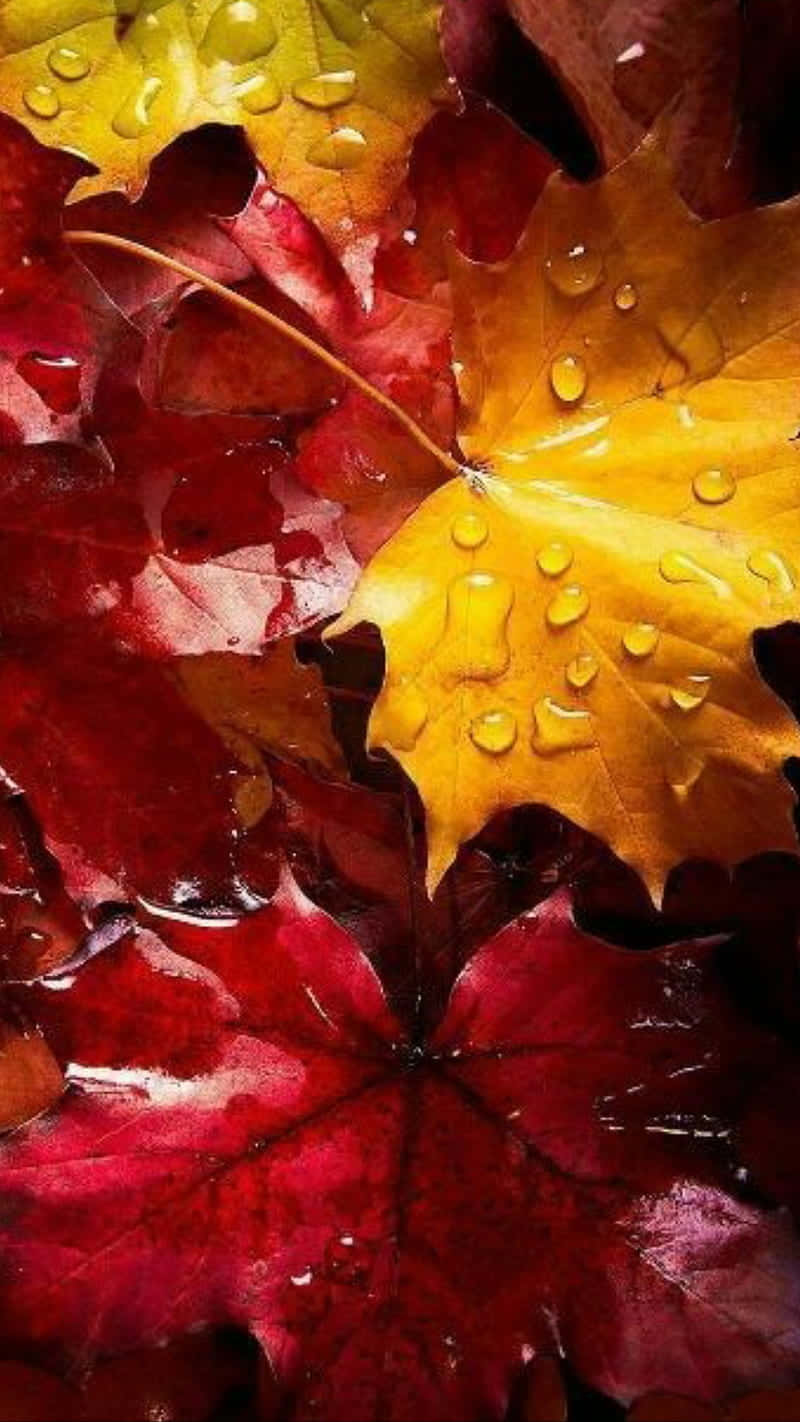 Autumn Leaf 桌布 壁紙 — 鮮豔的秋葉呈現豐富的紅色和黃色，在柔和光線下閃爍著露珠。