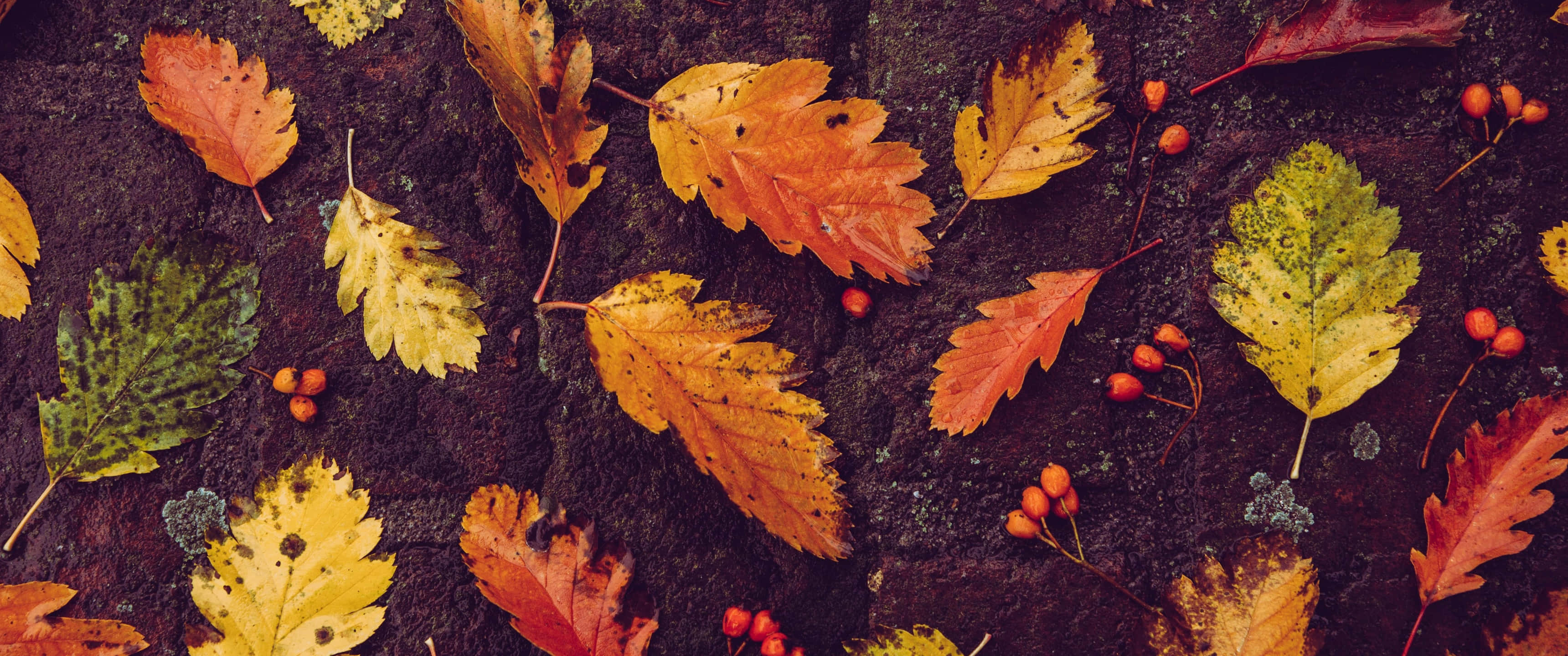Autumn Leaf 桌布 壁紙 — 鮮豔的秋葉和紅色漿果散落在深色紋理石面上。