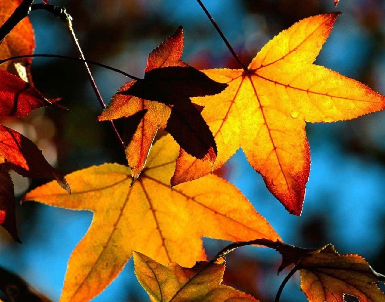 Fall Leaves 桌布 壁紙 — 鮮豔的秋葉在柔和的藍天背景下閃耀著金橙色調。