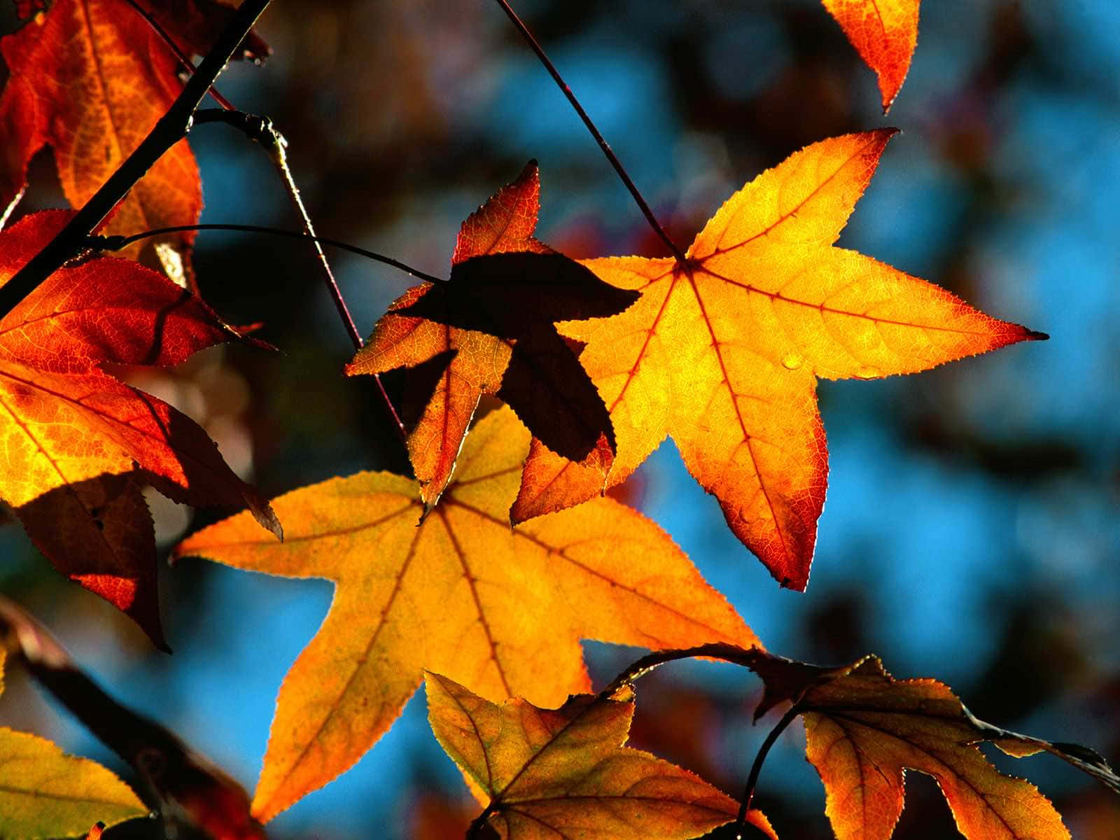 Cool Fall 桌布 壁紙 — 鮮豔的秋葉在清涼的藍色模糊背景下散發出金黃色的橙色色調。