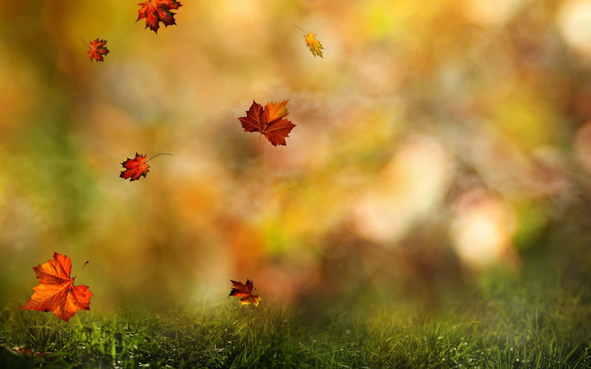 Fall Leaves 桌布 壁紙 — 鮮豔的秋葉在溫暖的金色光芒中飄過茂密的綠色草坪。
