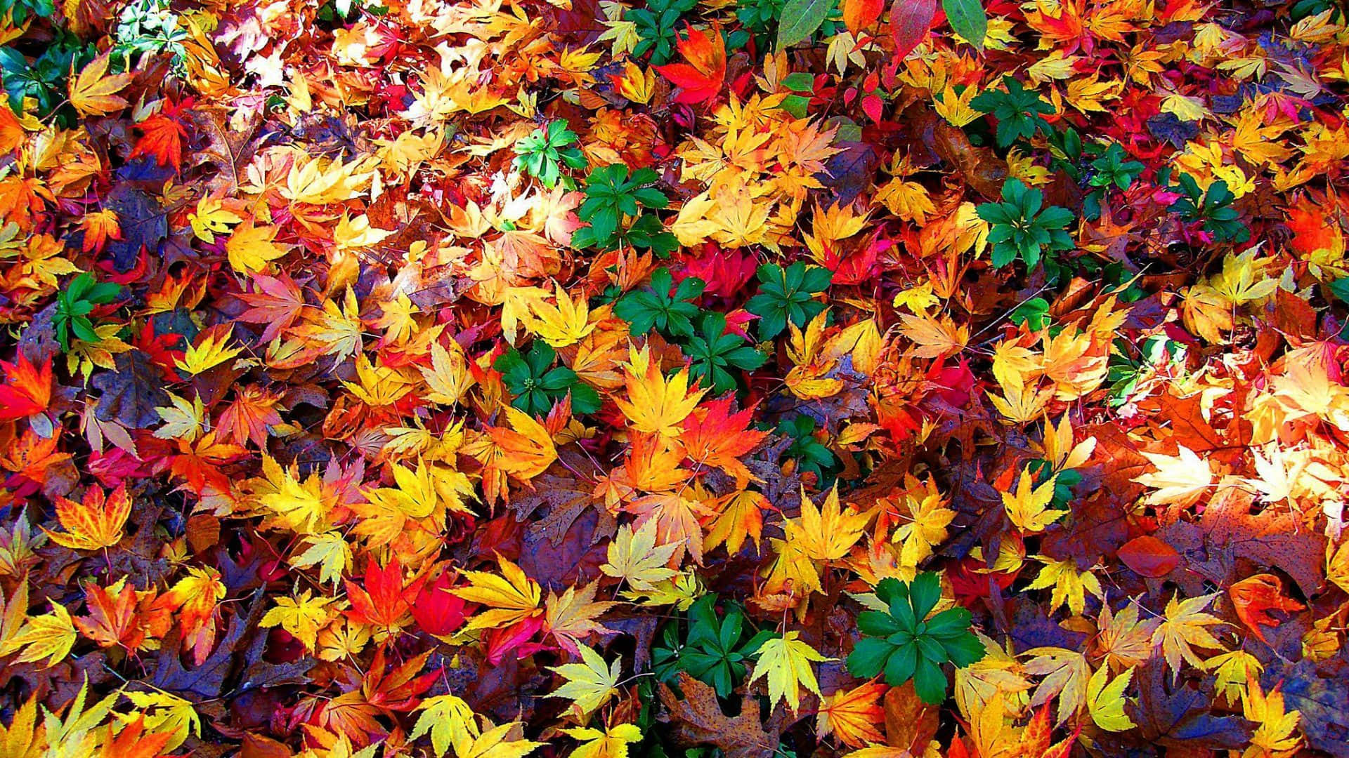 Autumn Foliage 桌布 壁紙 — 鮮豔的秋葉地毯，以火紅、黃色和綠色鋪滿地面，在明亮的陽光下閃耀。
