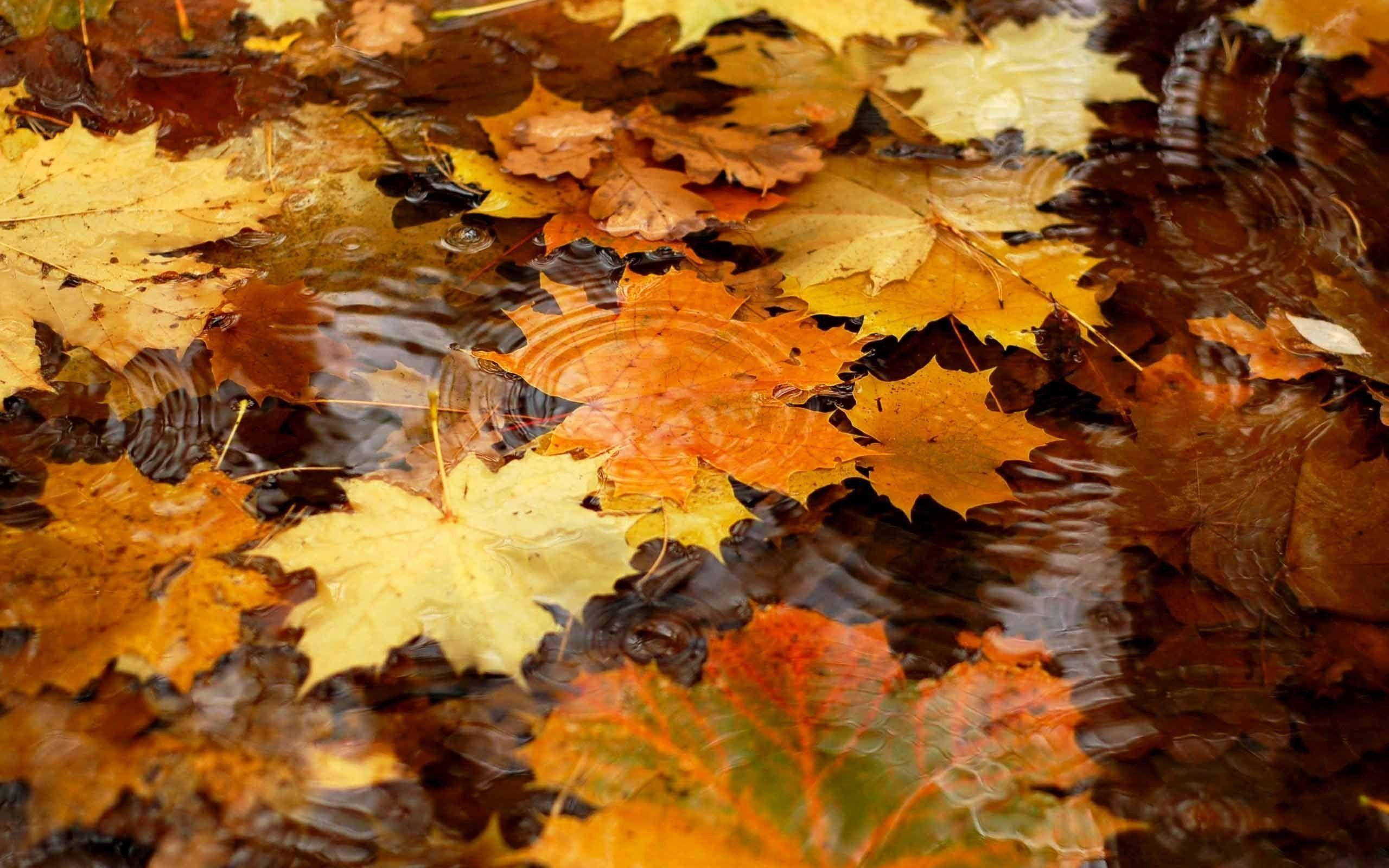 Autumn Season 桌布 壁紙 — 鮮豔的秋葉漂浮在漣漪的水面上，營造出橙色、黃色和棕色色調的豐富掛毯。
