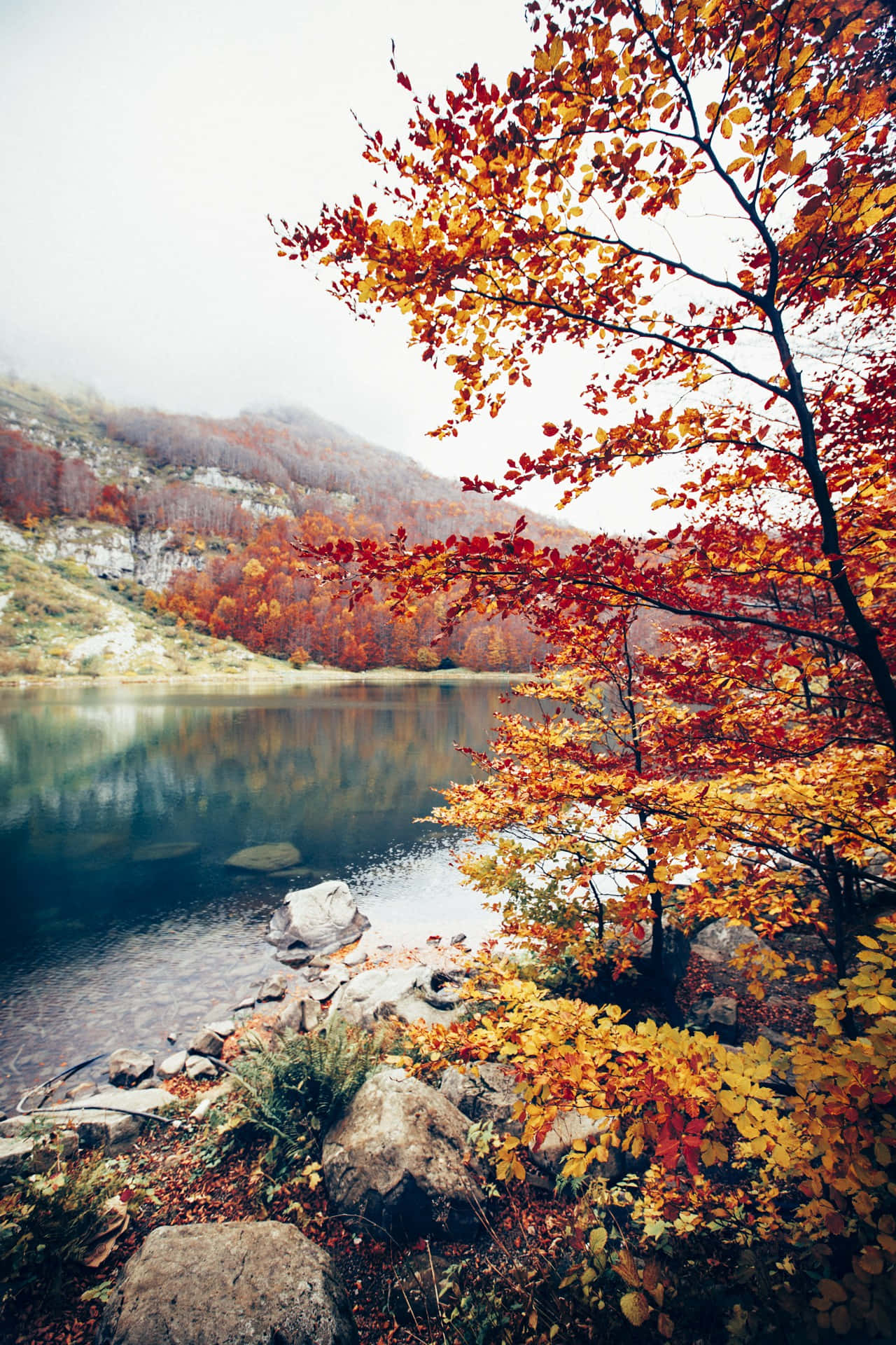 Photography Nature 桌布 壁紙 — 鮮豔的秋葉環繞著一個霧氣瀰漫的湖泊，湖面映照出陰天天空下樹木繁茂的山丘。