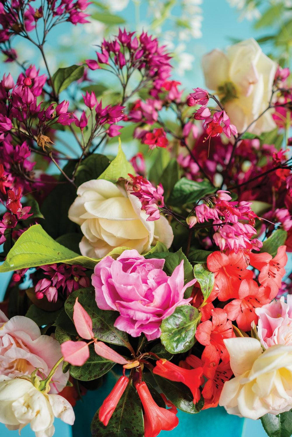 Flowers 桌布 壁紙 — 鮮豔的粉紅、紅和奶油色玫瑰，搭配綠葉，在明亮的藍綠色背景上。
