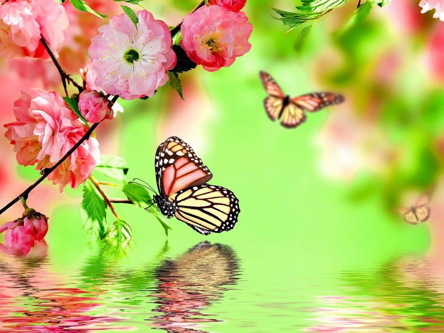 Spring Butterflies 桌布 壁紙 — 鮮豔的粉紅櫻花和帝王蝶在寧靜的綠色池塘上方翩翩起舞，倒映出它們的美麗。