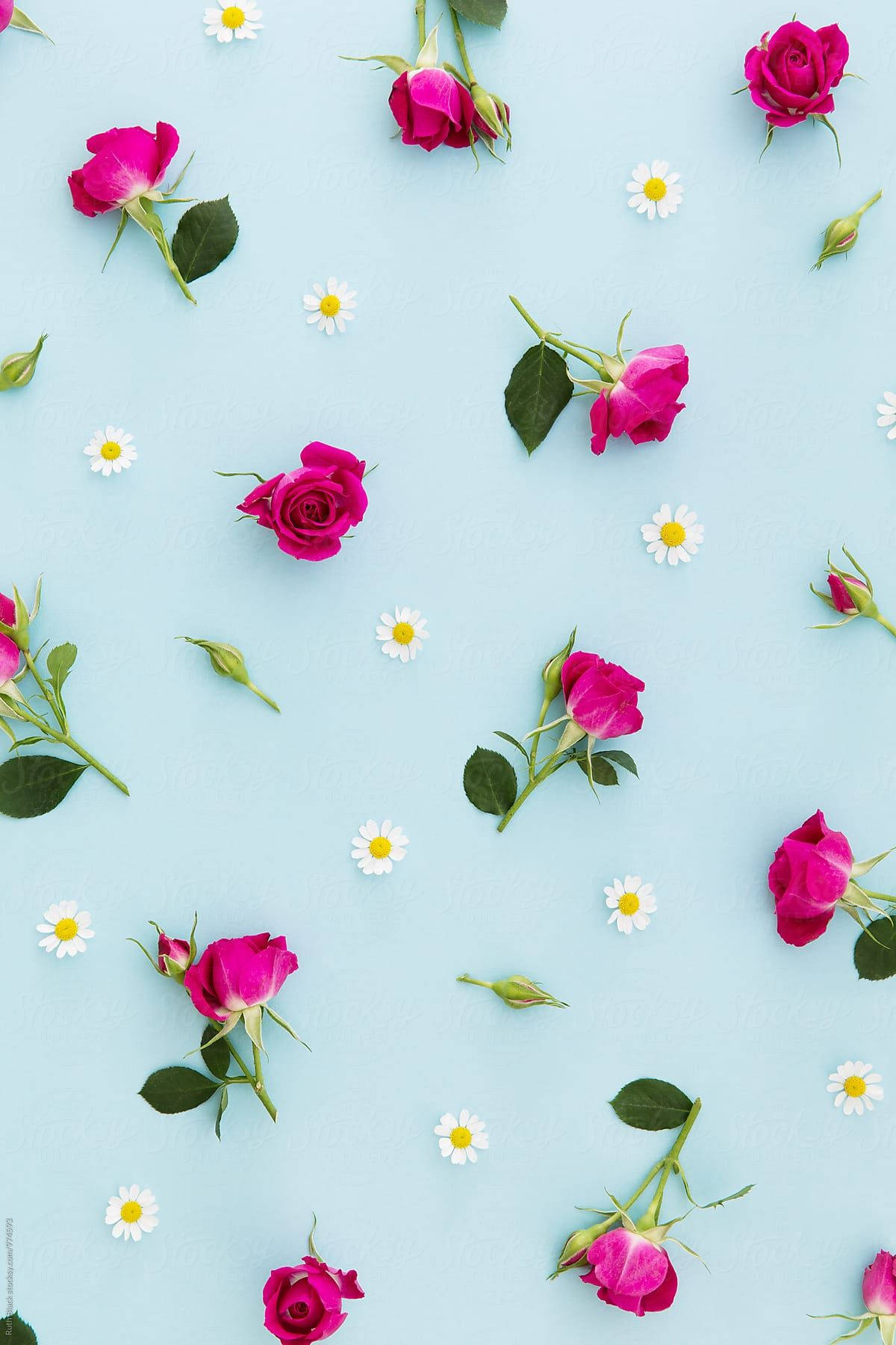 Pink Rose iPhone 桌布 壁紙 — 鮮豔的粉紅玫瑰和白色雛菊散落在柔軟的藍色紋理背景上，以平鋪構圖呈現。