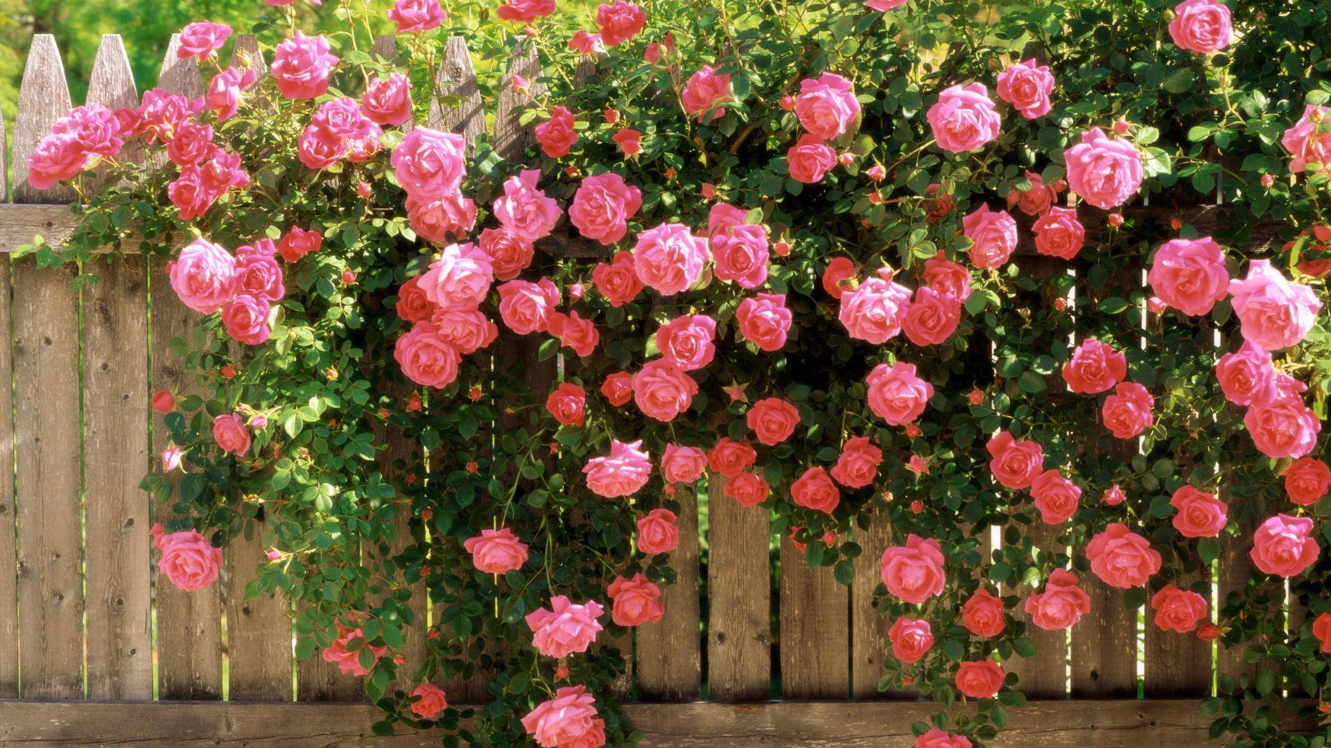 Roses Desktop 桌布 壁紙 — 鮮豔的粉紅玫瑰在明亮的陽光下茂盛地垂落在風化的木柵欄上。