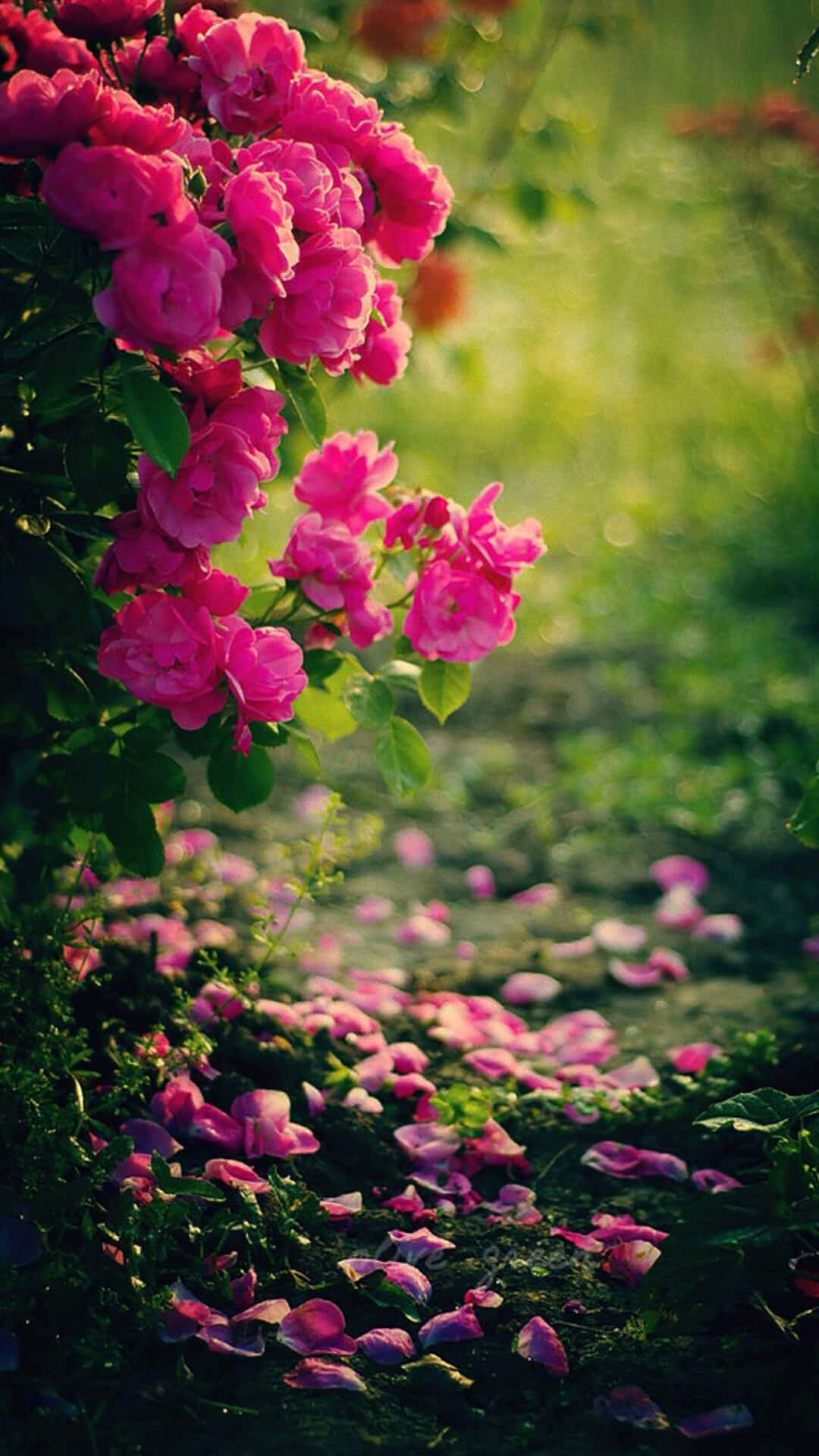 Rose Mobile 桌布 壁紙 — 鮮豔的粉紅玫瑰在灑滿落葉的陽光花園小徑旁茂盛綻放。
