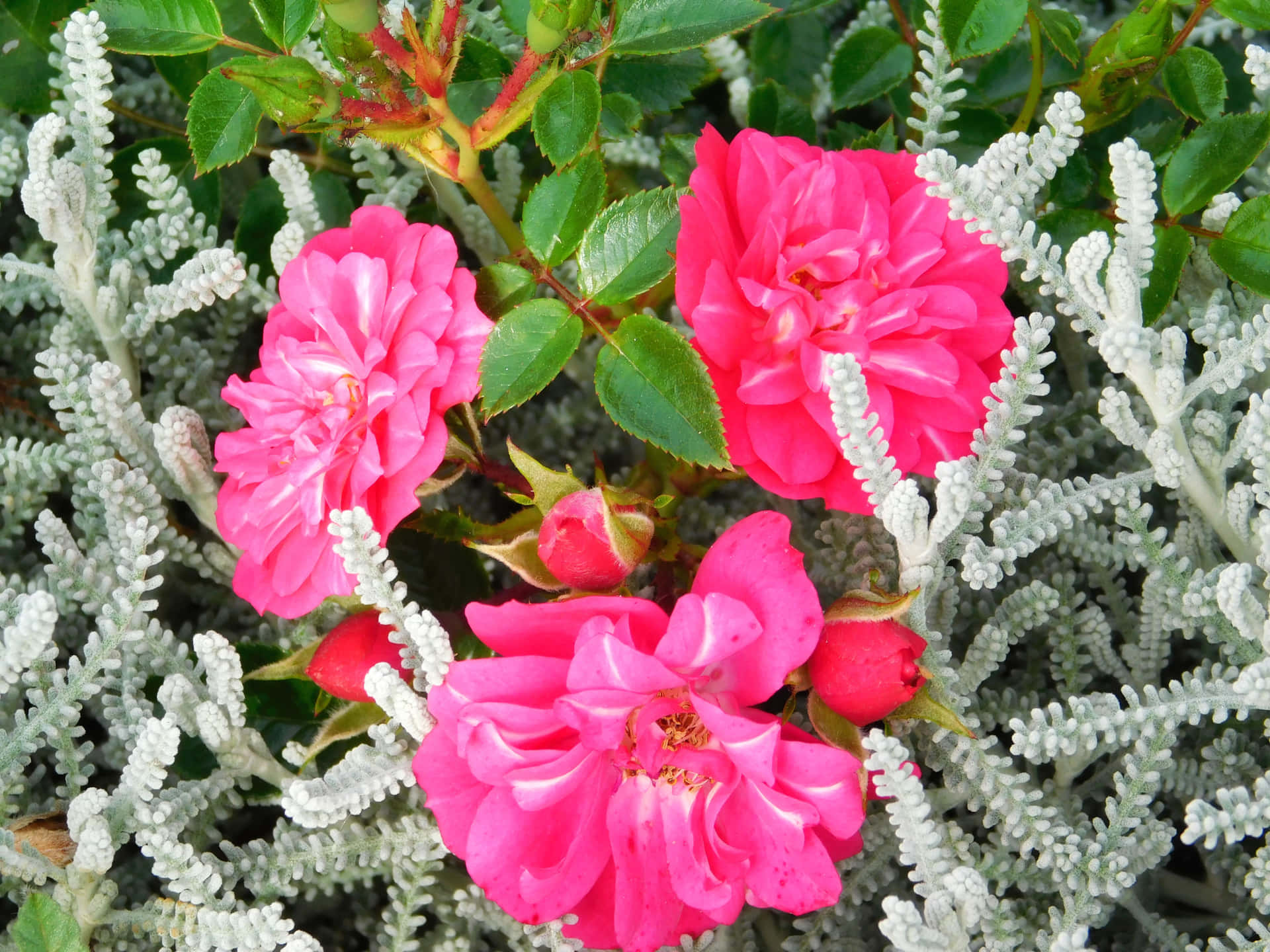 Flowers outdoors in the garden 壁紙 — 鮮豔的粉紅玫瑰在銀色灰毛草葉片中盛開，呈現茂密花園的特寫。