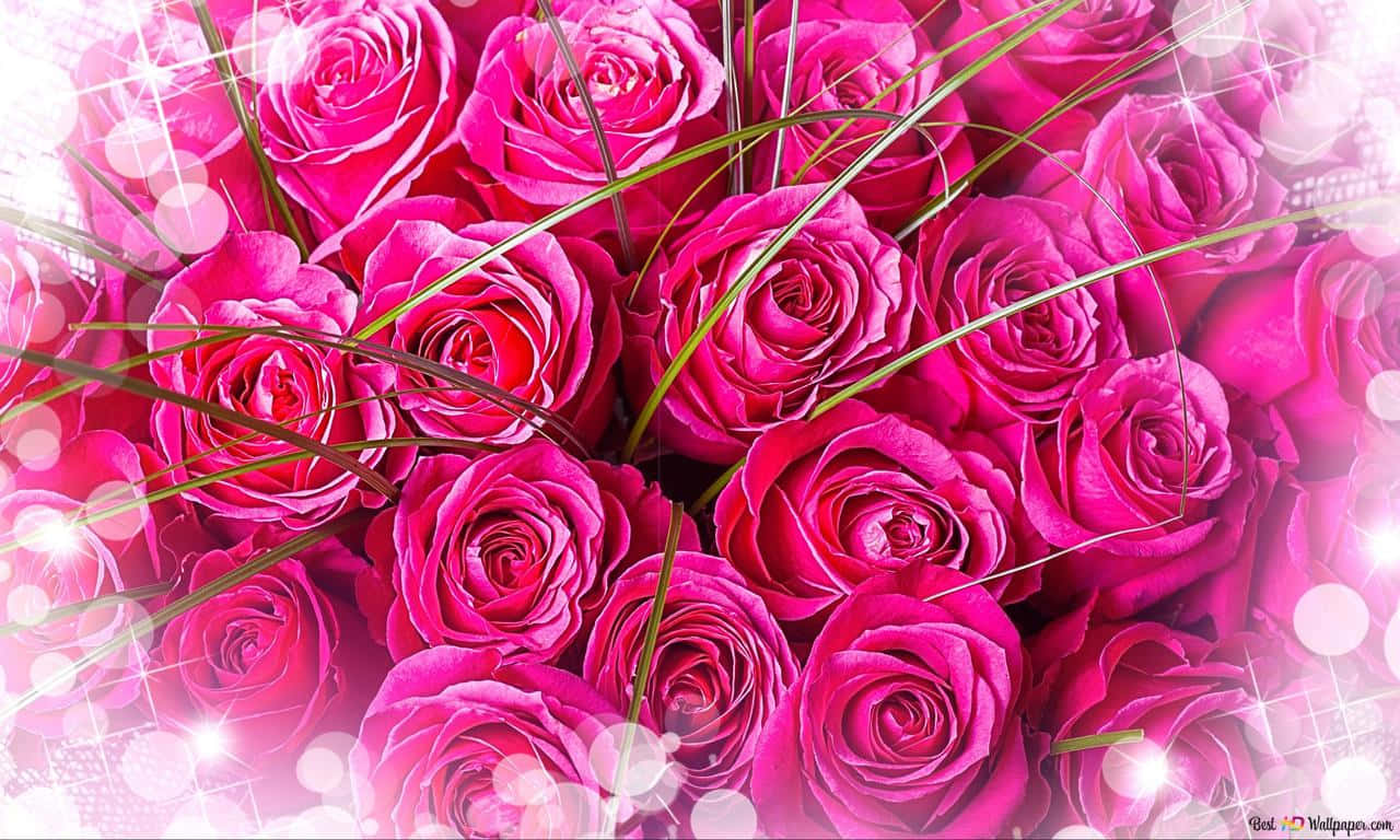 1280x768 Rose 桌布 壁紙 — 鮮豔的粉紅玫瑰密集盛開，帶有閃爍的光效和柔和散景，營造浪漫的花藝佈置。
