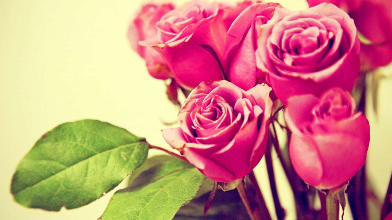 1366x768 Roses 桌布 壁紙 — 鮮豔的粉紅玫瑰搭配茂盛的綠葉，在溫暖的奶油色背景上柔和綻放。