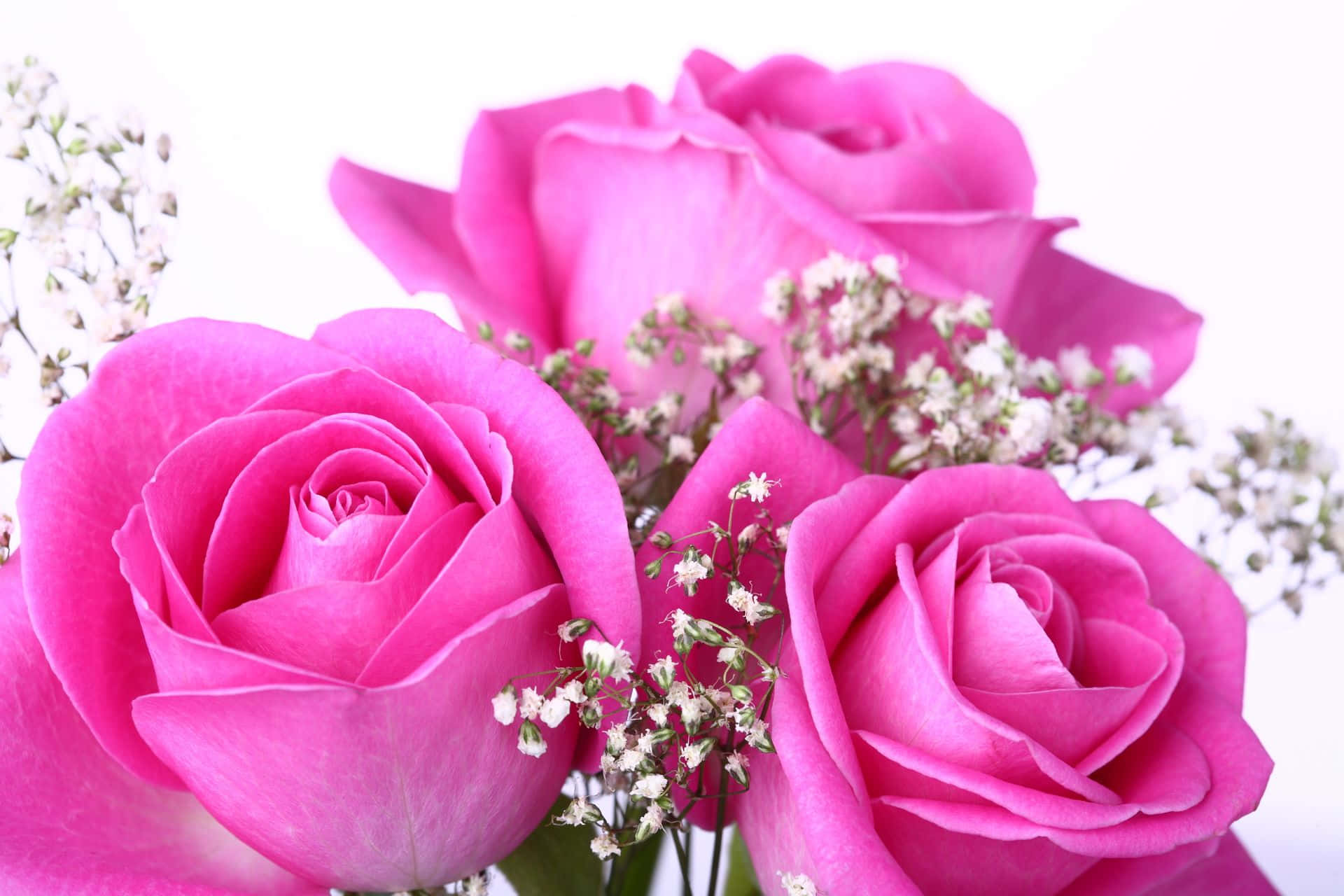 Pink Roses 桌布 壁紙 — 鮮豔的粉紅玫瑰與精緻的滿天星填滿了純白背景的畫面。