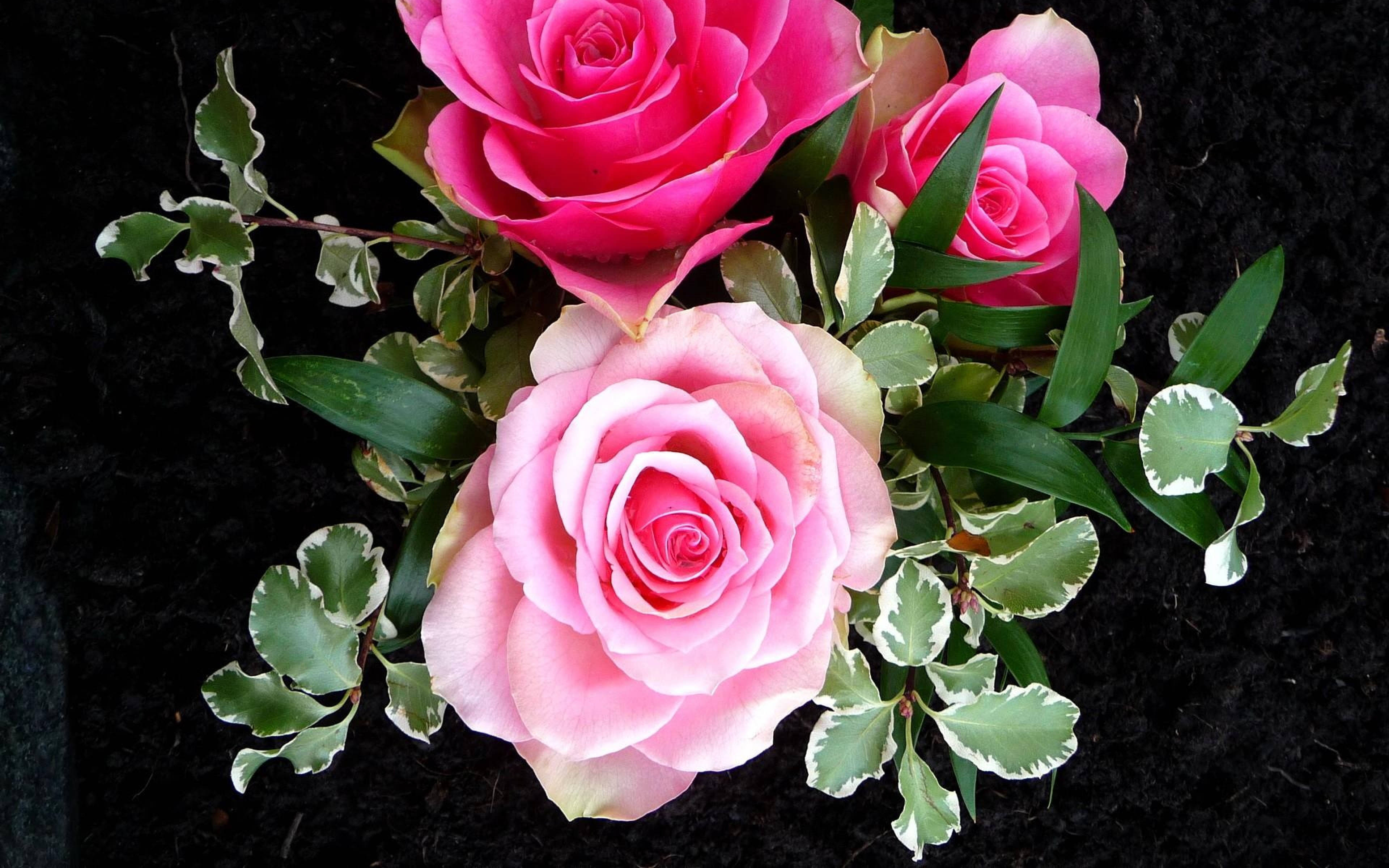 beautiful rose HD 桌布 壁紙 — 鮮豔的粉紅玫瑰與茂盛的綠葉在純黑背景下綻放，呈現近距離花卉佈置。