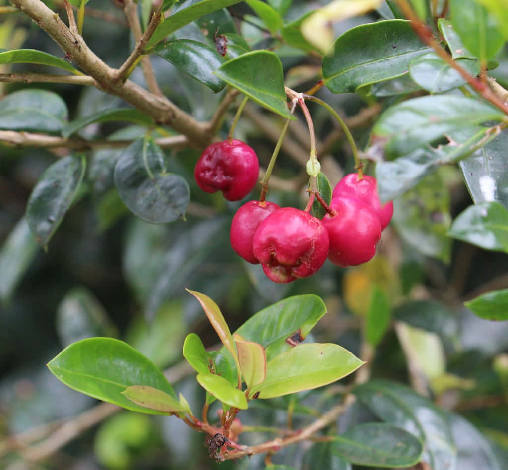 Fruit 桌布 壁紙 — 鮮豔的粉紅玫瑰蘋果掛在樹枝上，周圍是茂密自然環境中閃亮的綠葉。