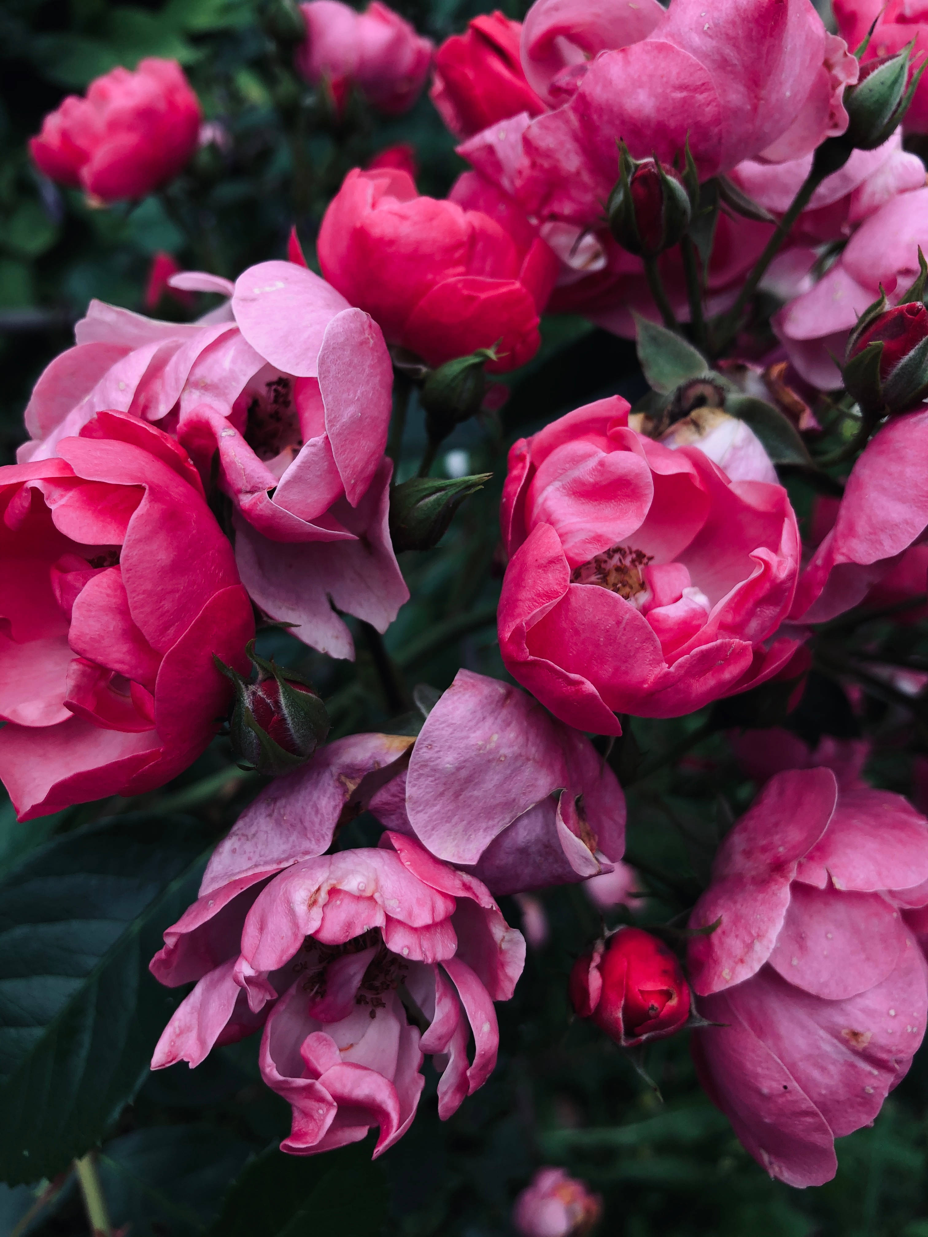 Rose iPhone 桌布 壁紙 — 鮮豔的粉紅玫瑰處於不同盛開階段，花瓣上閃爍著露珠，襯托著深綠色葉子。