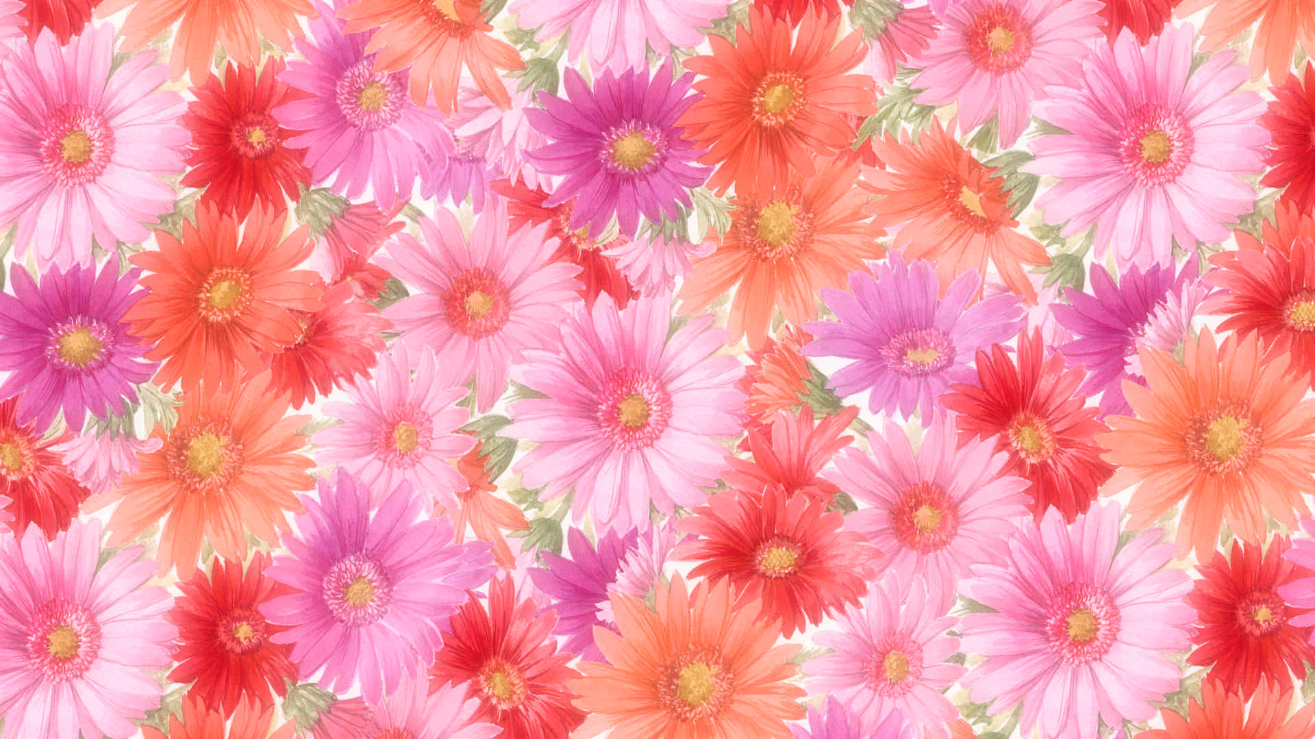 1920 X 1080 Flower 桌布 壁紙 — 鮮豔的粉紅珊瑚和帶有黃色中心的洋紅色雛菊在柔軟的白色背景上密集綻放。