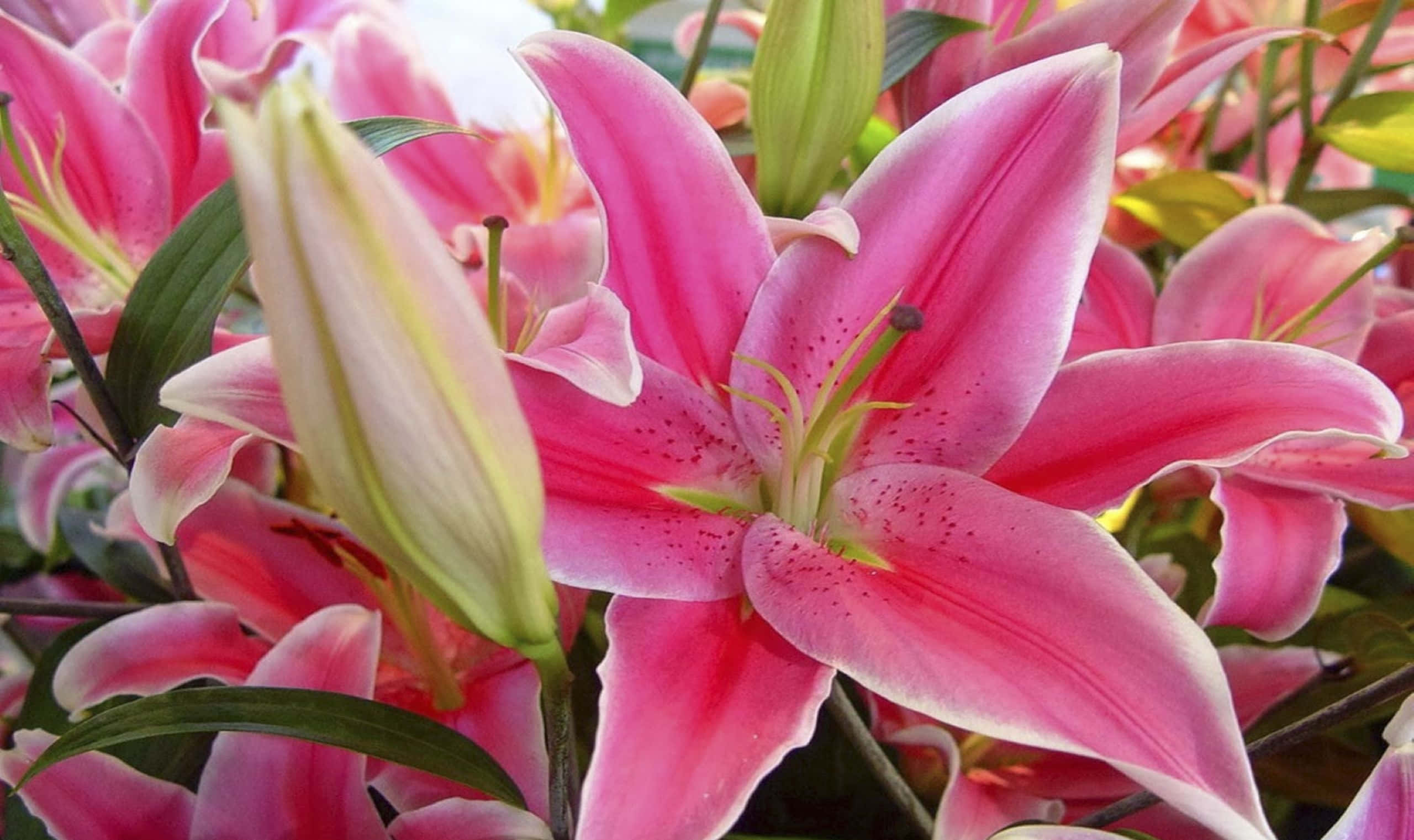 lily 桌布 壁紙 — 鮮豔的粉紅百合在柔和焦點中盛開，帶有露水的花瓣和綠色莖幹，在明亮的陽光下。