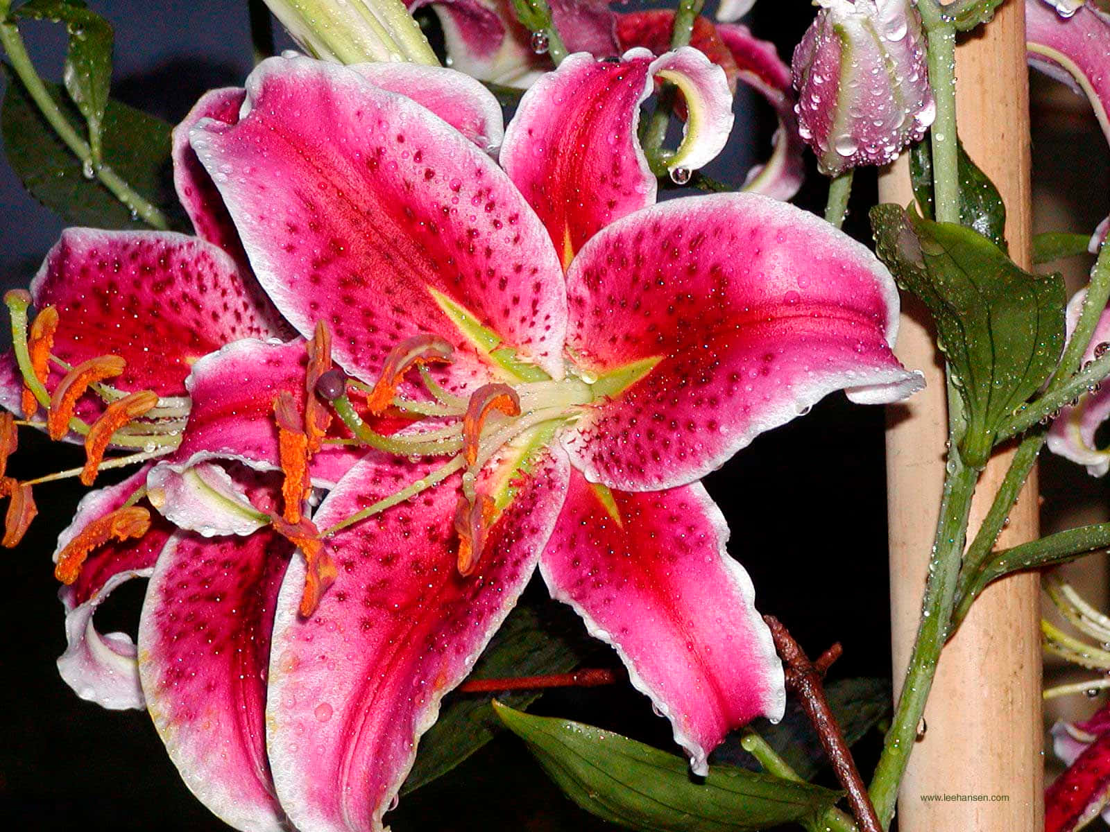 Flowers 桌布 壁紙 — 鮮豔的粉紅百合帶著露珠，在茂密花園的特寫中，在深色葉子襯托下閃閃發光。