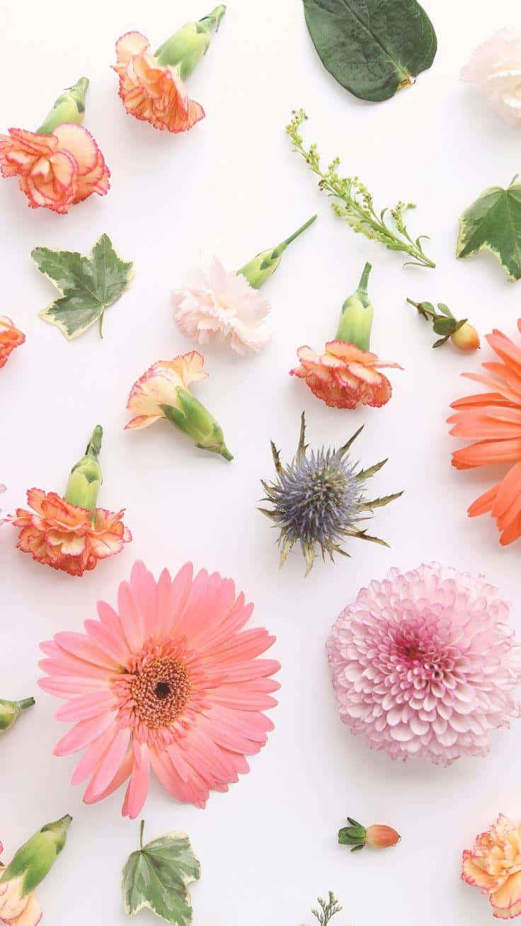 花卉 桌布 壁紙 — 鮮豔的粉紅色、橙色和白色花朵與綠色葉子散落在明亮的白色背景上的平鋪佈局。