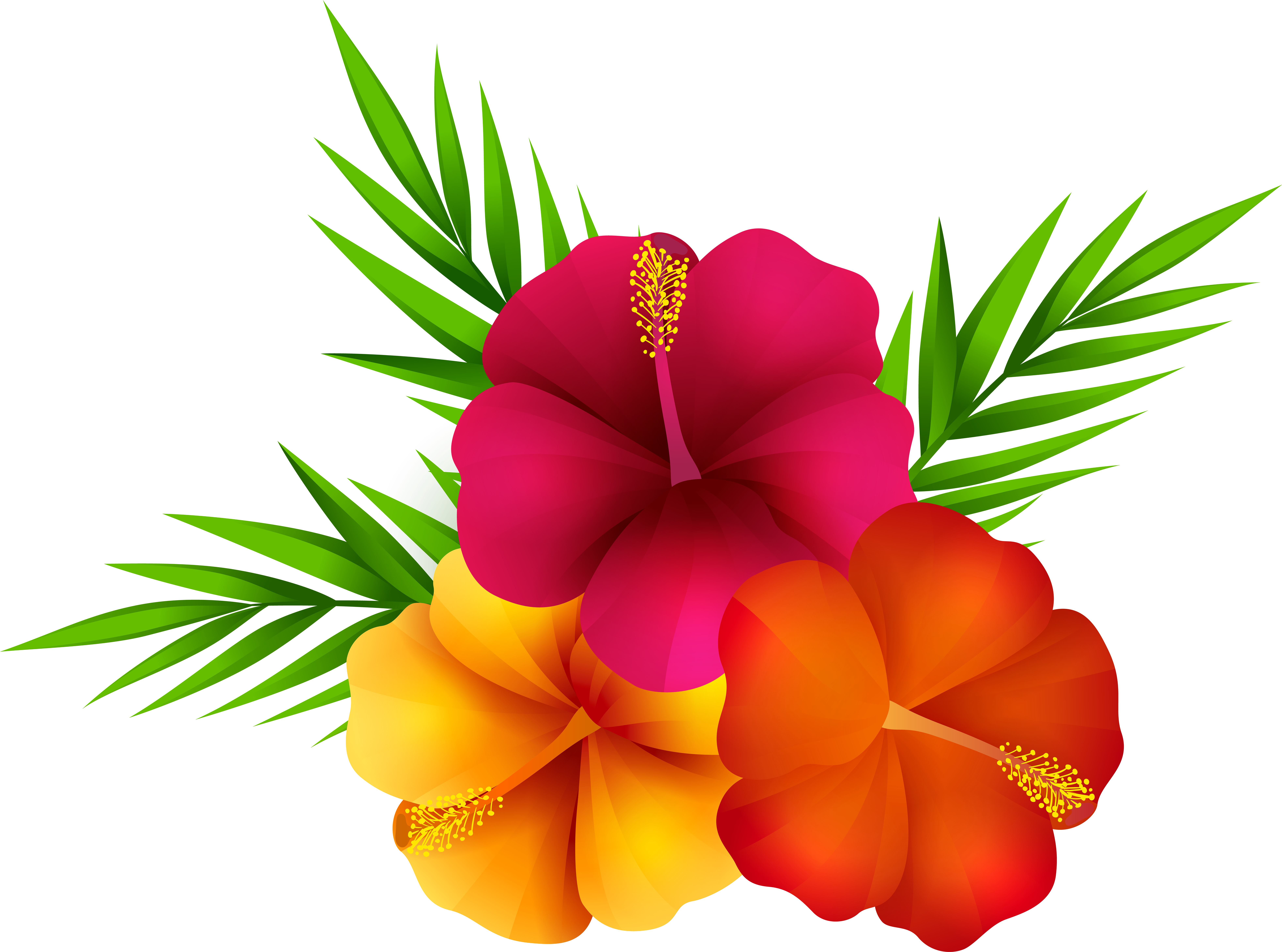 熱帶 桌布 壁紙 — 鮮豔的粉紅色、橙色和黃色芙蓉花，搭配綠色棕櫚葉，在純黑色背景上格外突出。