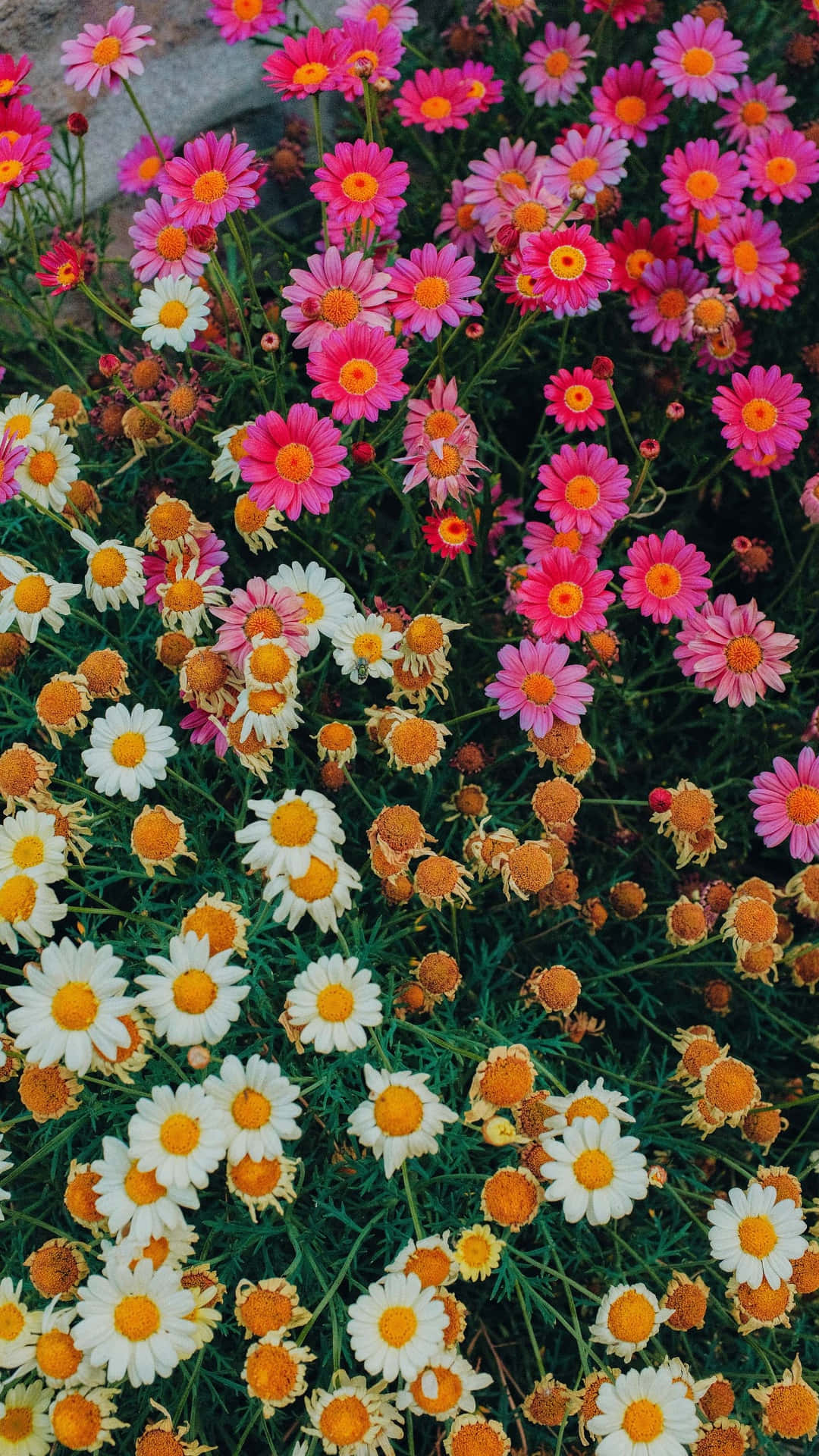 雛菊 桌布 壁紙 — 鮮豔的粉紅色、白色和橙色雛菊在明亮的陽光下密集地盛開在茂盛的綠色田野中。