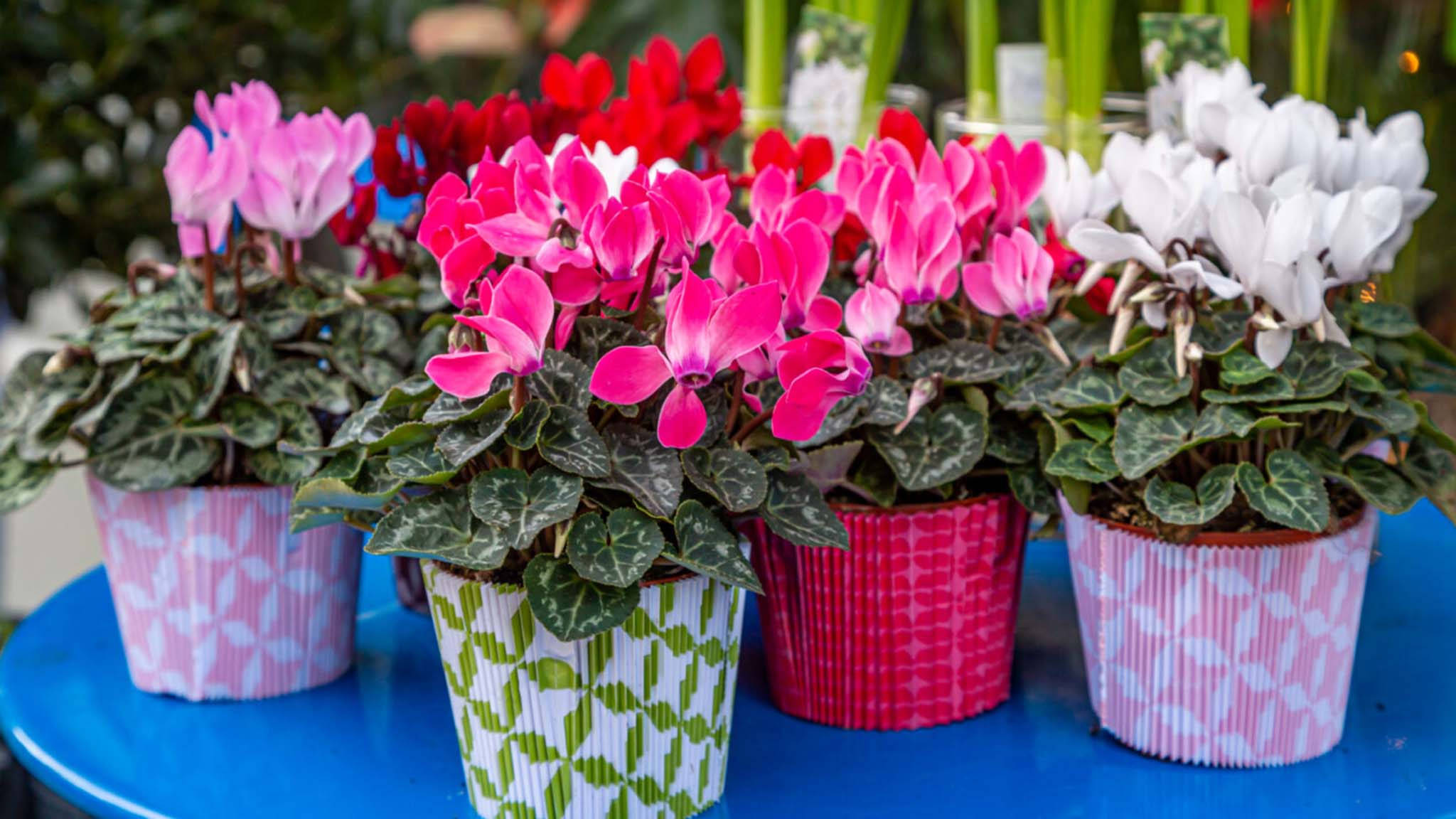 Cyclamen 桌布 壁紙 — 鮮豔的粉紅色、紅色和白色仙客來花朵在圖案花盆中盛開，放在明亮的藍色桌子上。