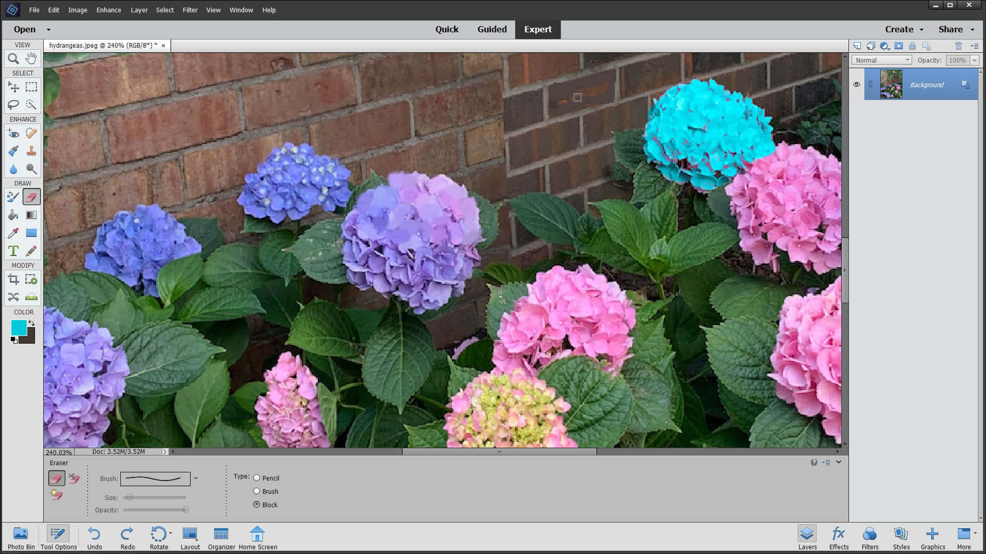 photoshop 桌布 壁紙 — 鮮豔的粉紅色、紫色和藍色繡球花在照片編輯器視窗中，對著質樸的磚牆茂盛綻放。