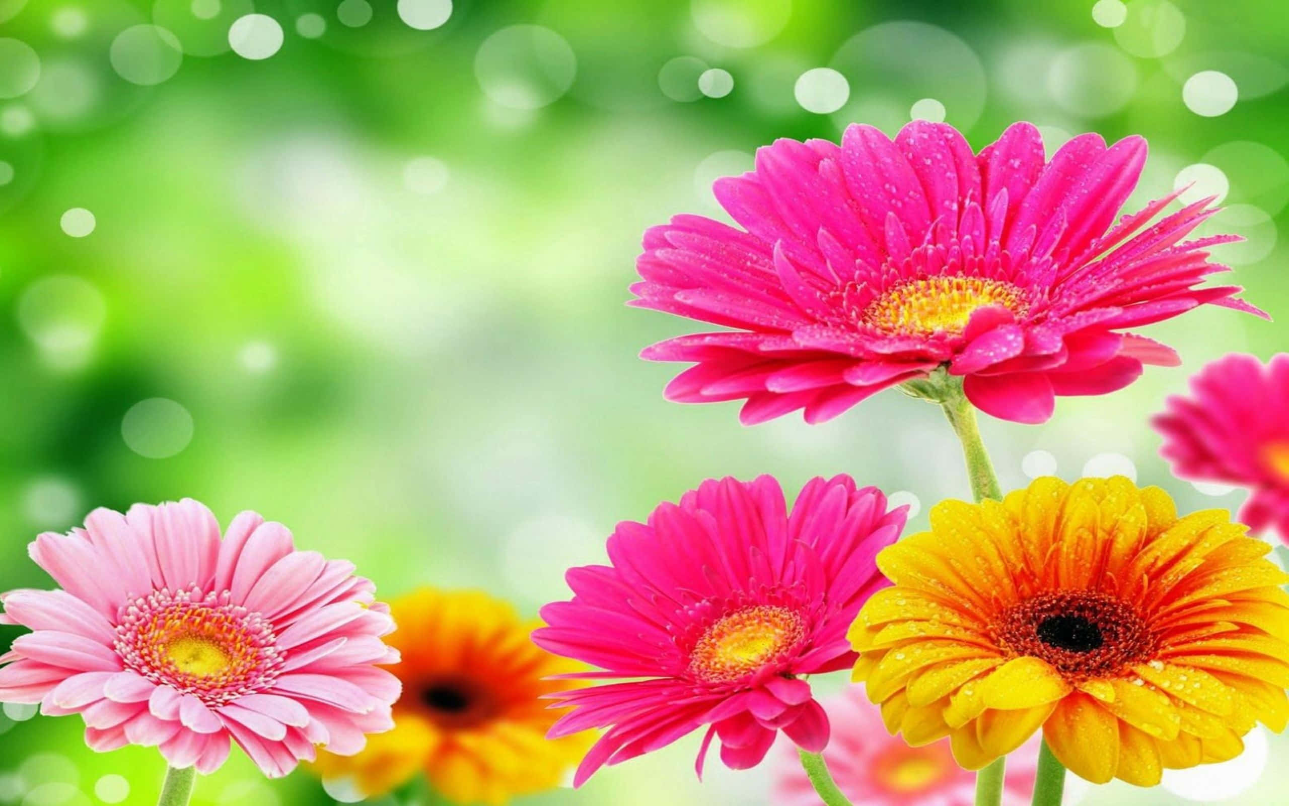 Daisy 桌布 壁紙 — 鮮豔的粉紅色、黃色和橙色非洲菊雛菊帶有露珠，在柔和的綠色散景背景下盛開。