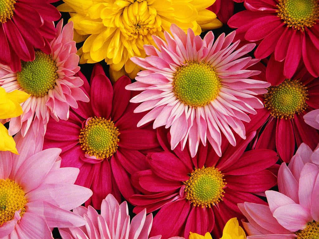 Flower Desktop 桌布 壁紙 — 鮮豔的粉紅色、黃色和洋紅色雛菊，帶有綠色中心，在深色背景上密集綻放。
