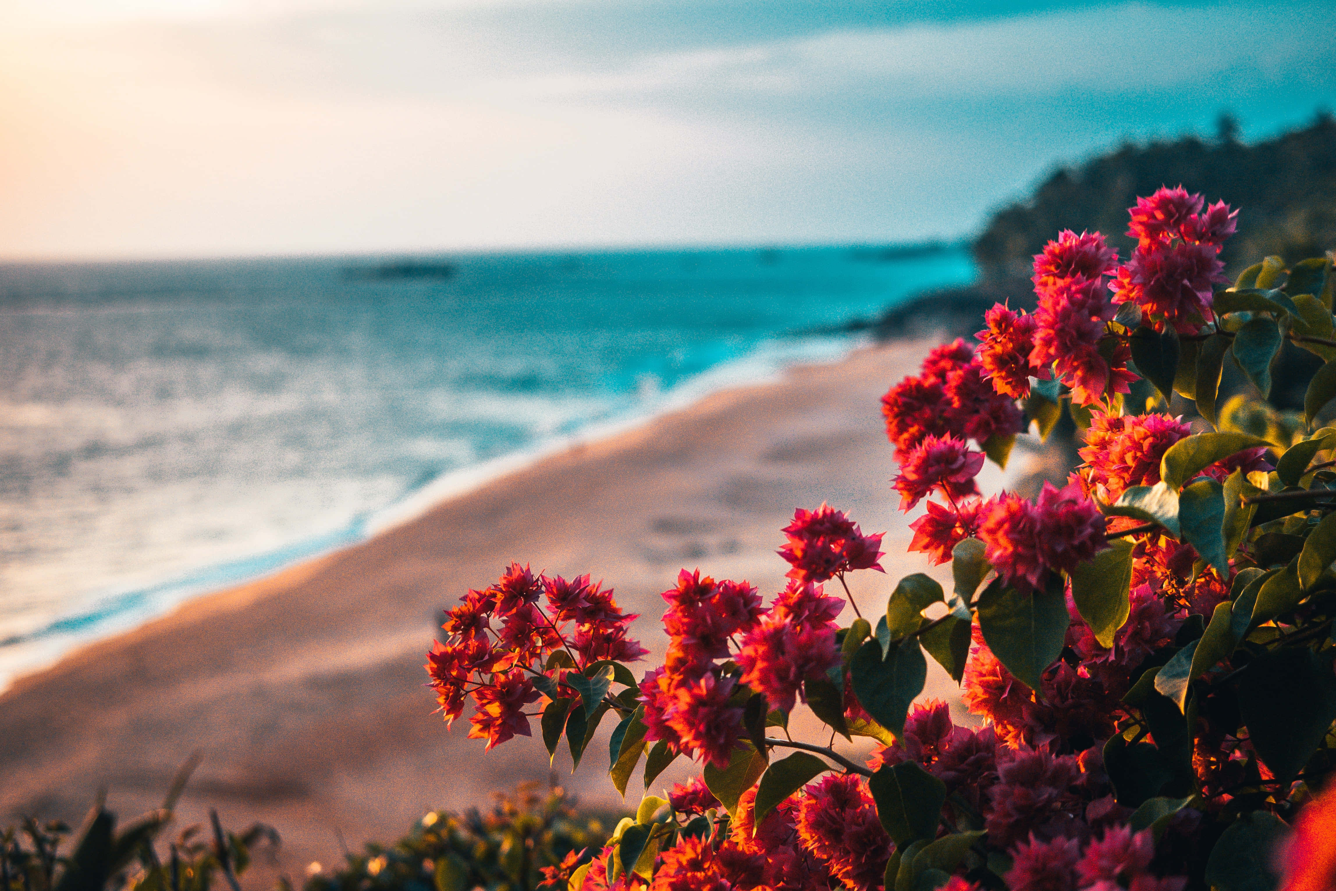 Summer Flowers 桌布 壁紙 — 鮮豔的粉紅色九重葛環繞著寧靜的海灘，金色夕陽下碧綠色的海浪拍打著沙灘。